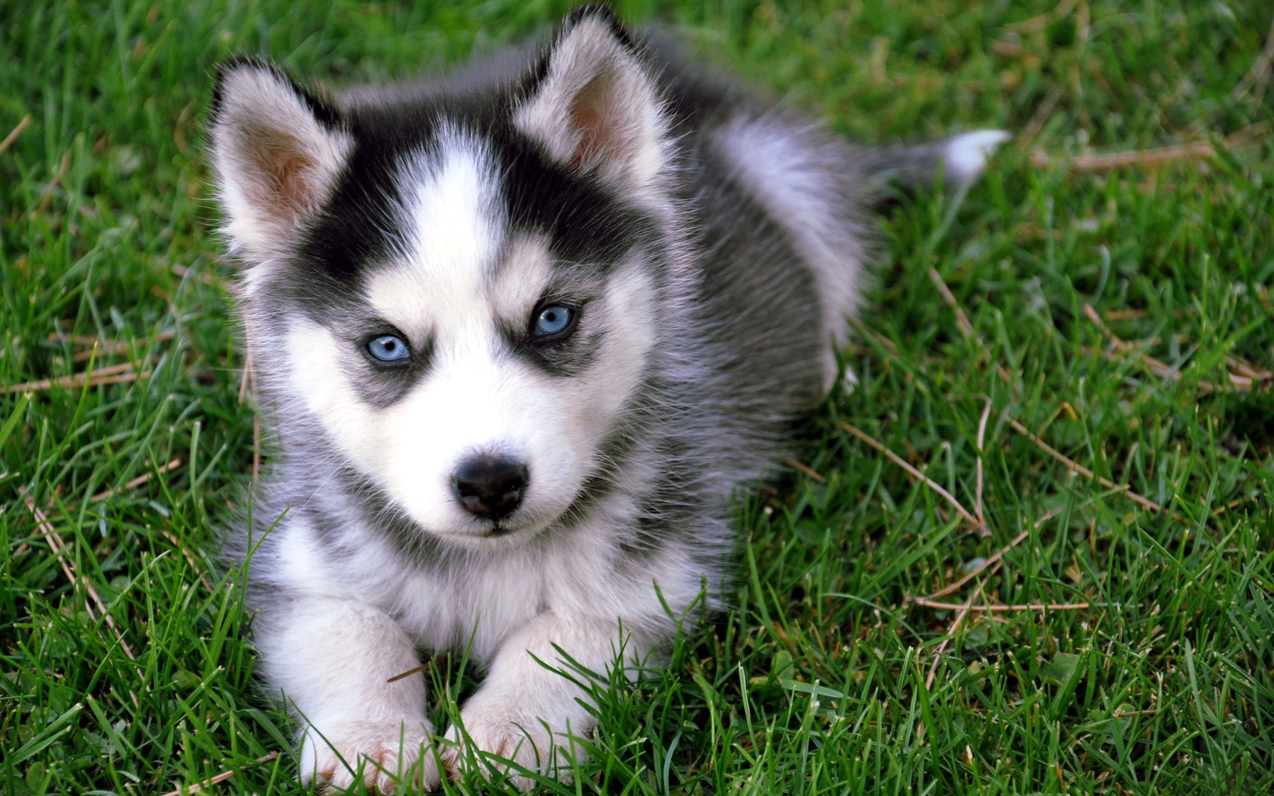 puppies, dog, Siberian Husky, 2K, HD Wallpaper