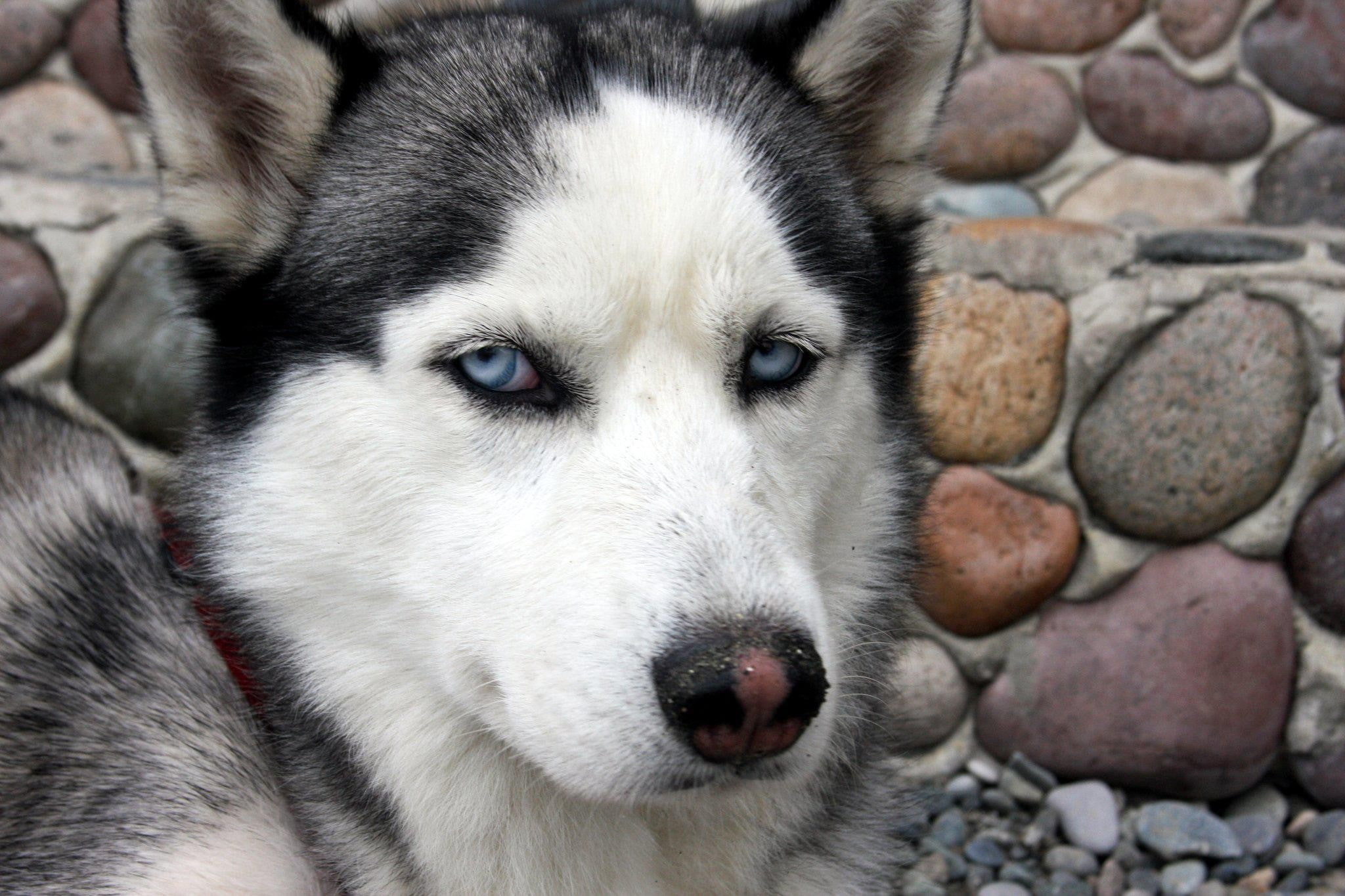 Siberian Husky, 1080P, close-up, looking at camera, canine, domestic animals, sled dog, mammal, pets, day, portrait, domestic, blue eyes, animal eye, no people, HD Wallpaper