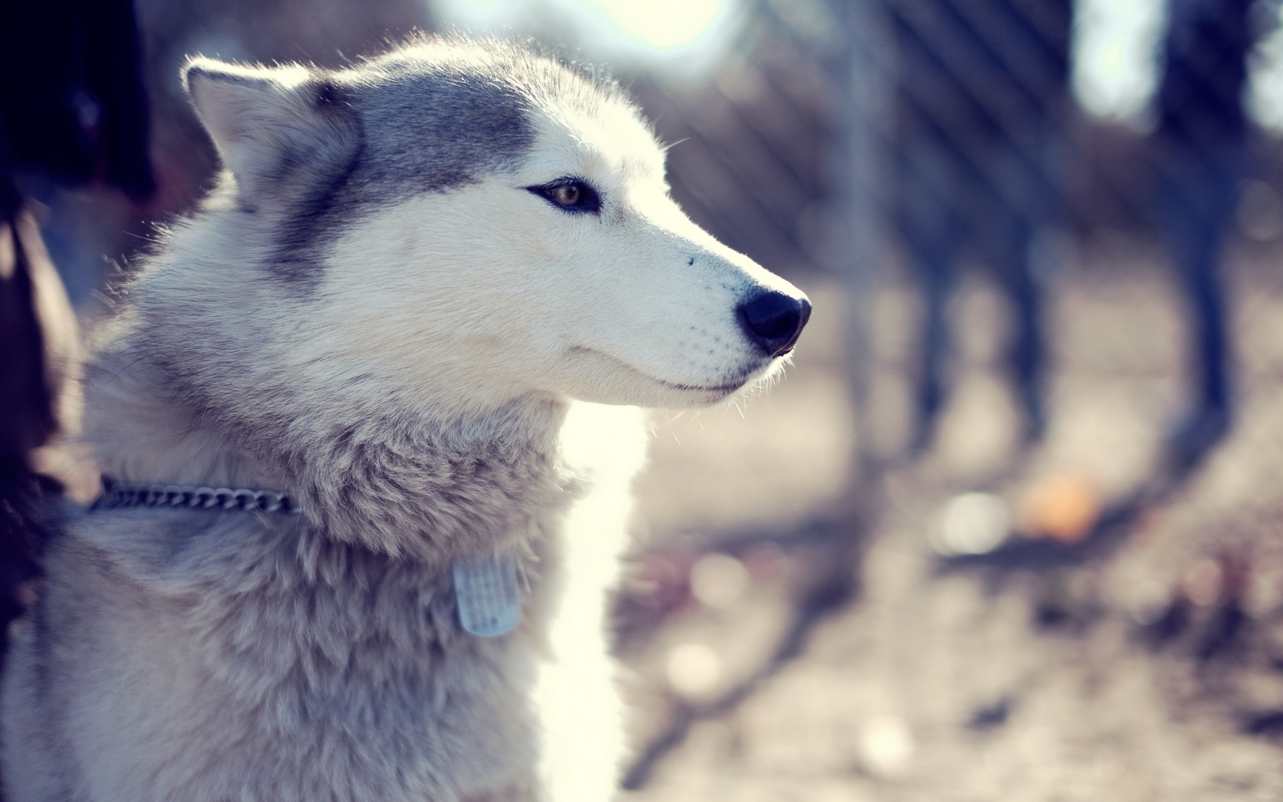 dog, animals, 2K, mammals, Siberian Husky, HD Wallpaper