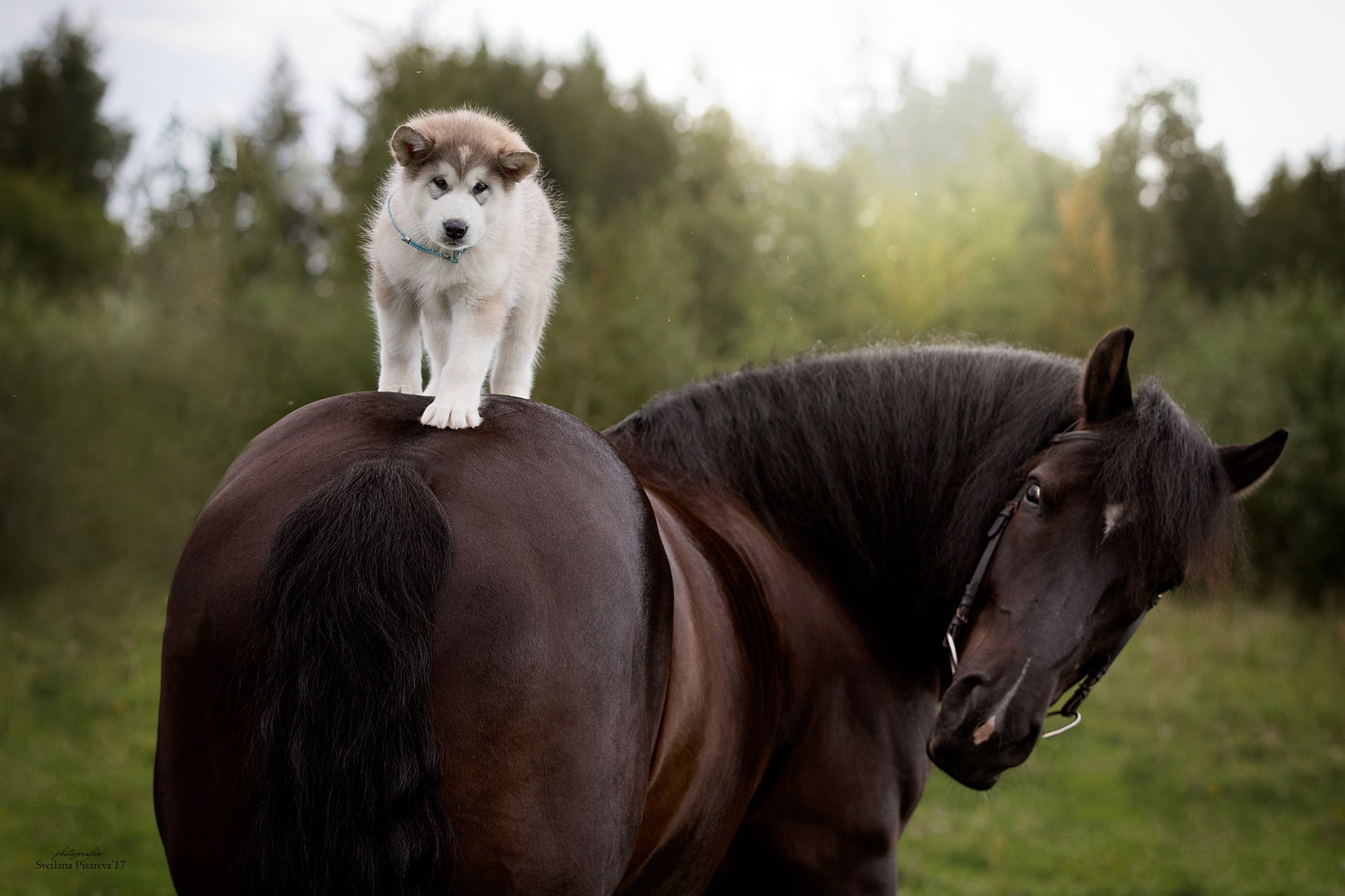 Siberian Husky, dog, puppy, 1080P, rider, horse, HD Wallpaper