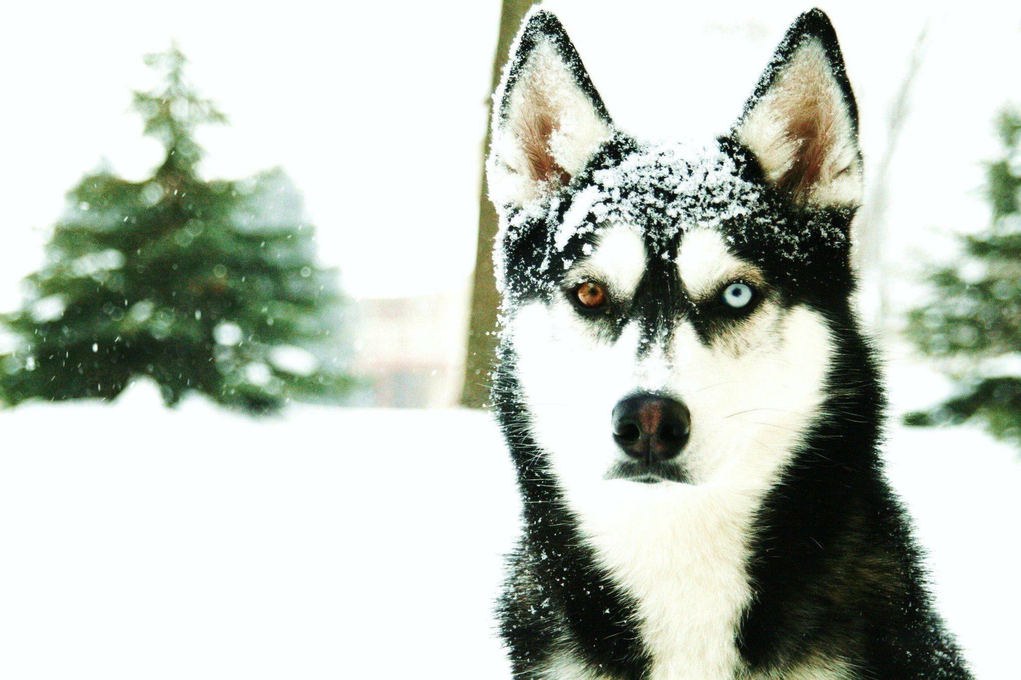 heterochromia, snowing, vertebrate, animal head, focus on foreground, winter, cold temperature, mammal, animal themes, portrait, domestic, snow, no people, HD Wallpaper