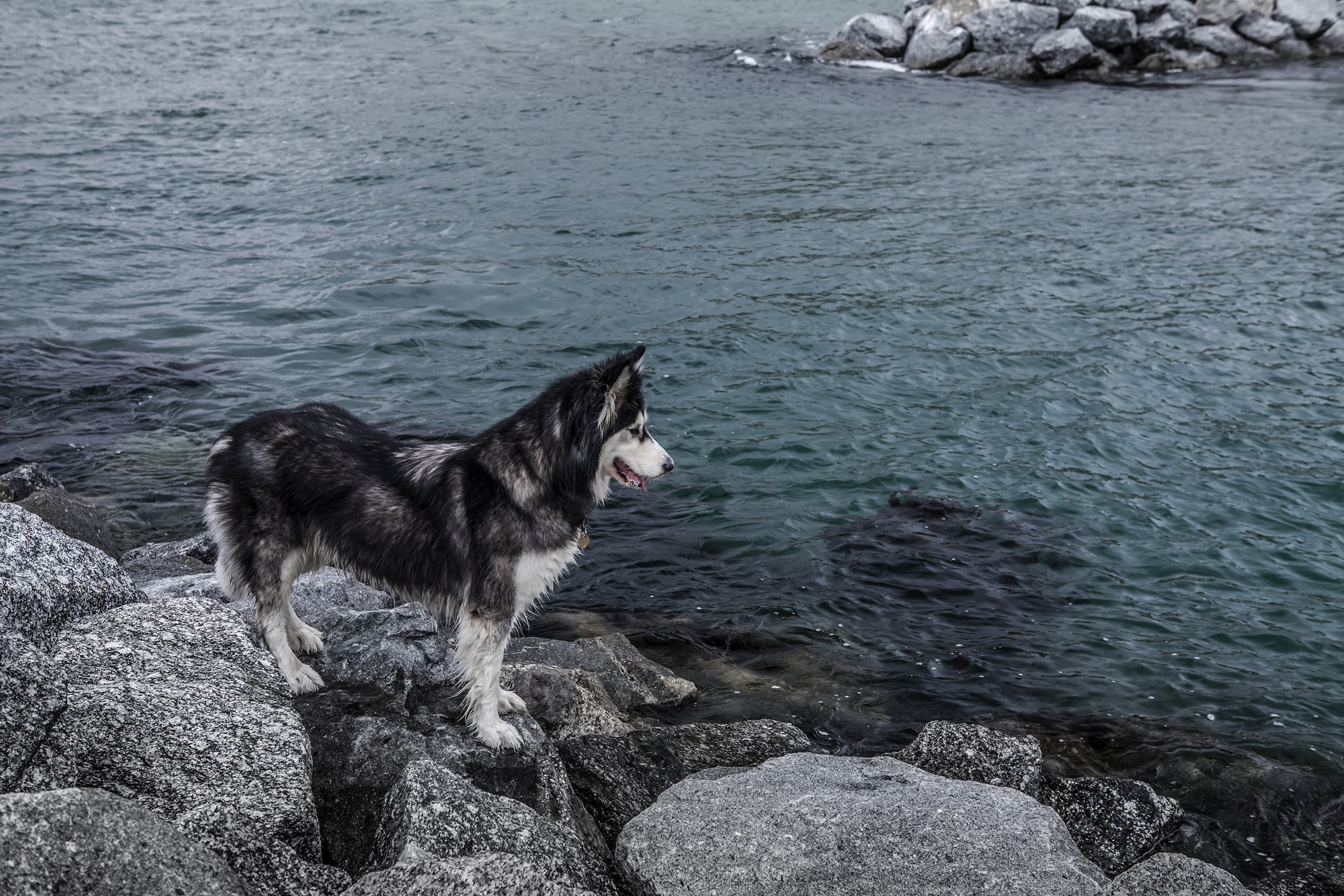 animal, solid, dog, no people, siberian, near, german shepherd, curios, day, vertebrate, water, canine, husky, pets, rock, nature, 2K, domestic animals, HD Wallpaper
