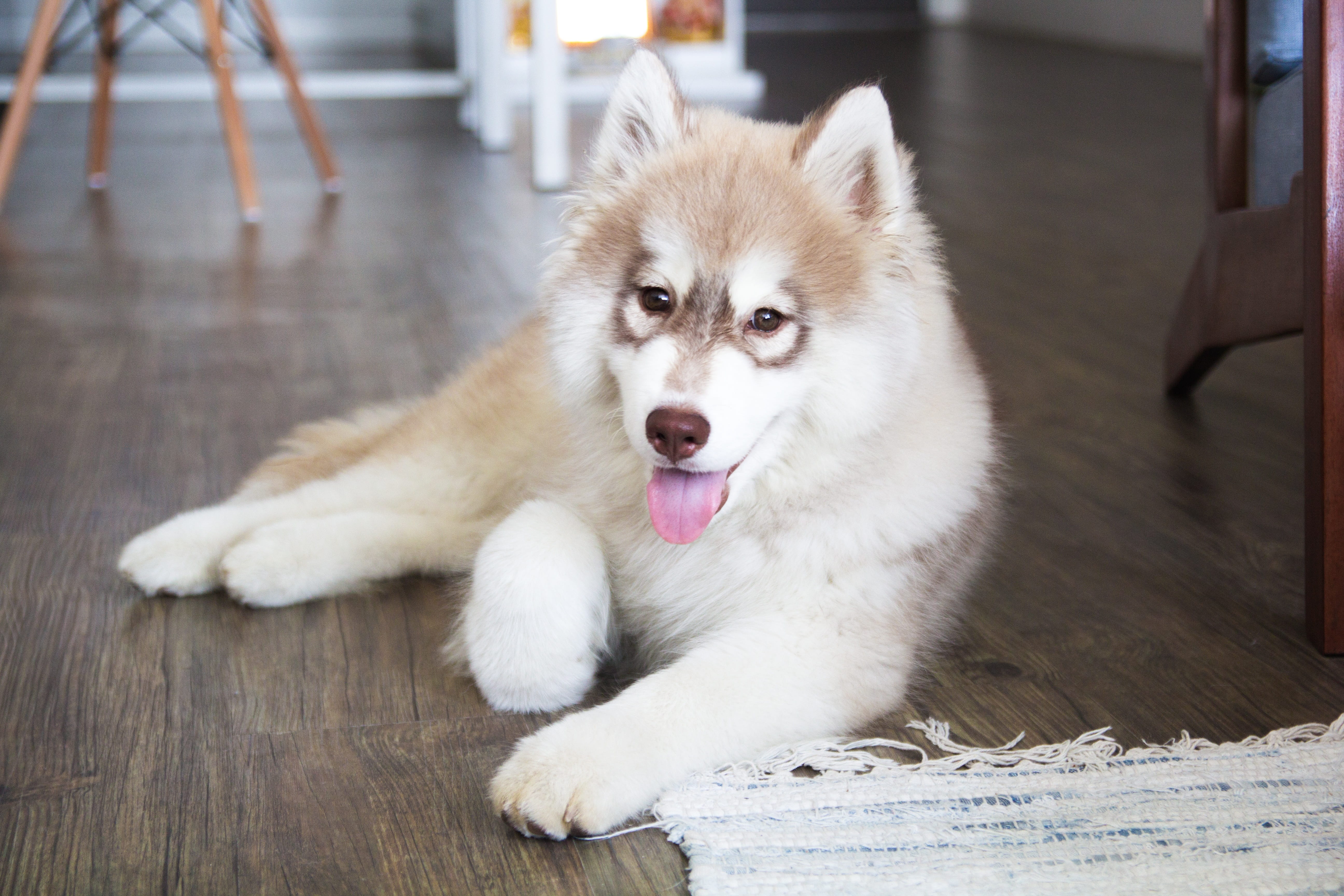 one animal, copper, mammal, cute, domestic animals, adult, protruding, animal themes, animal, dog, canine, small, panting, husky, 5K, puppy, animal mouth, HD Wallpaper