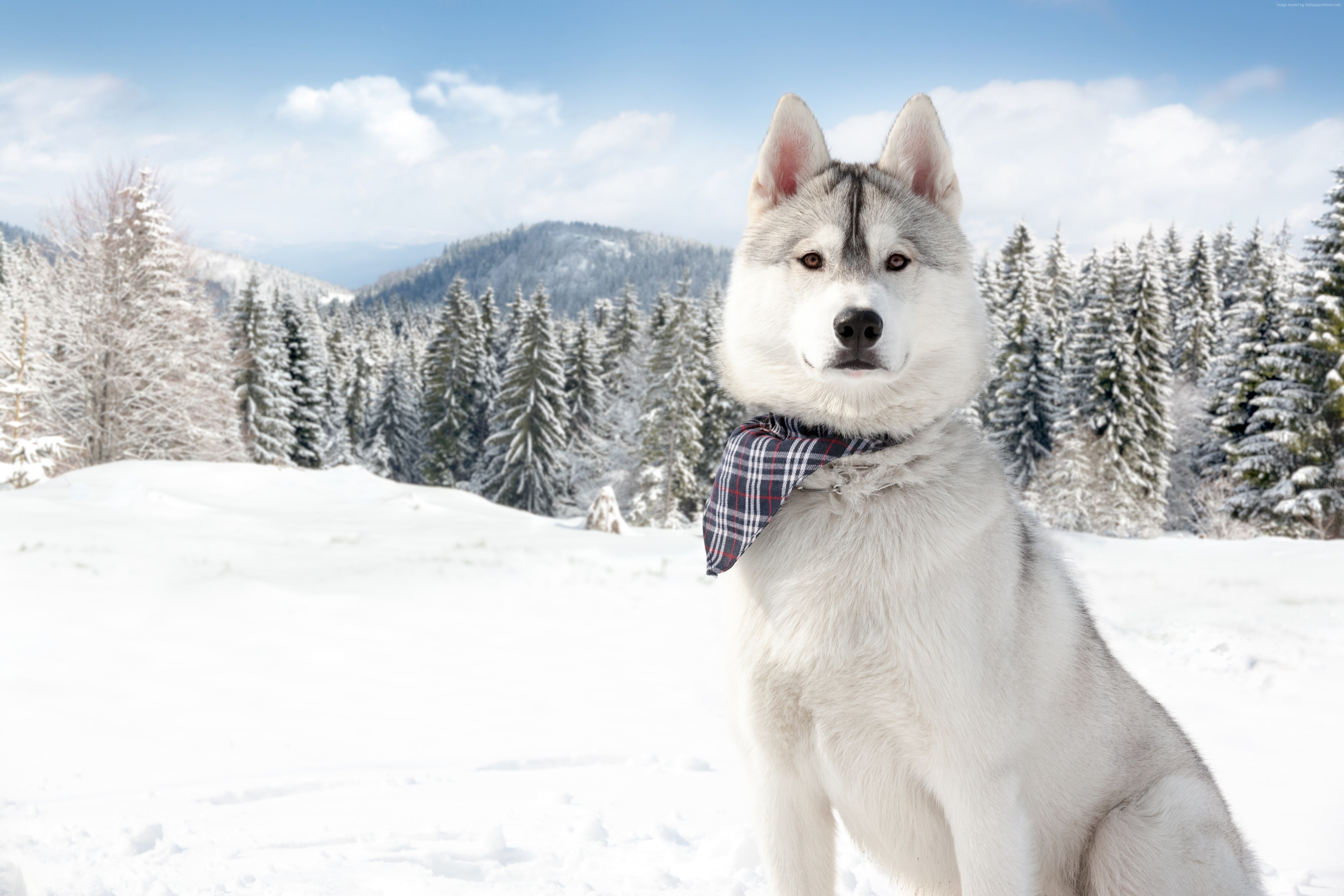 snow, puppy, Dog, pet, forest, winter, animal, 4K, Huskies, white, HD Wallpaper