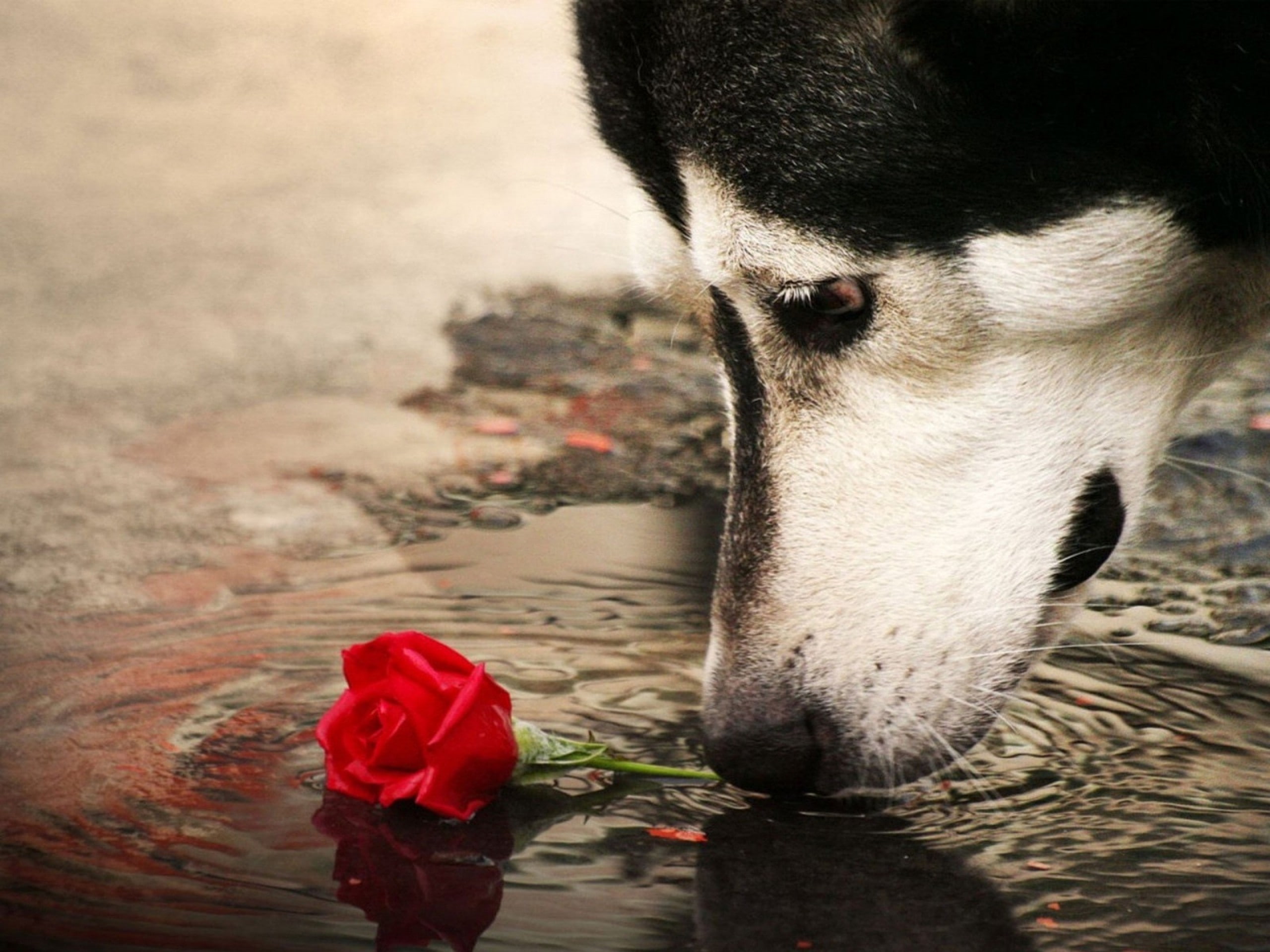 rose, dog, animals, 2K, Siberian Husky, ripples, HD Wallpaper
