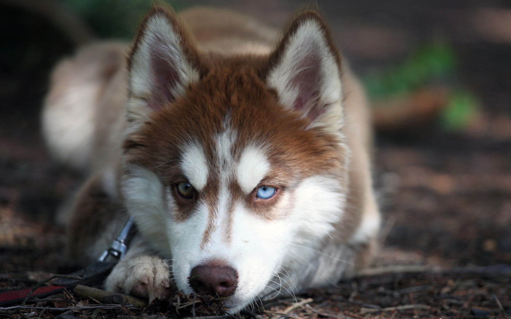 Siberian Husky, dog, 720P, animals, HD Wallpaper