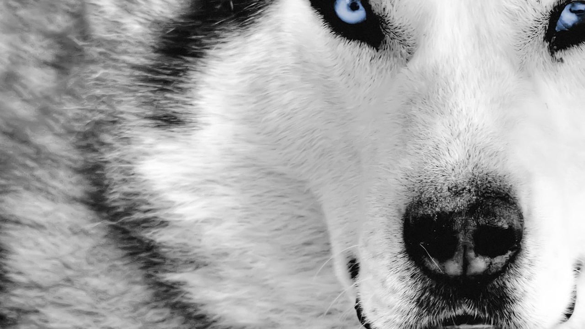 domestic animals, Siberian Husky, day, looking, closeup, animal eye, portrait, animal mouth, animal body part, 1080P, animals, snout, pets, no people, HD Wallpaper