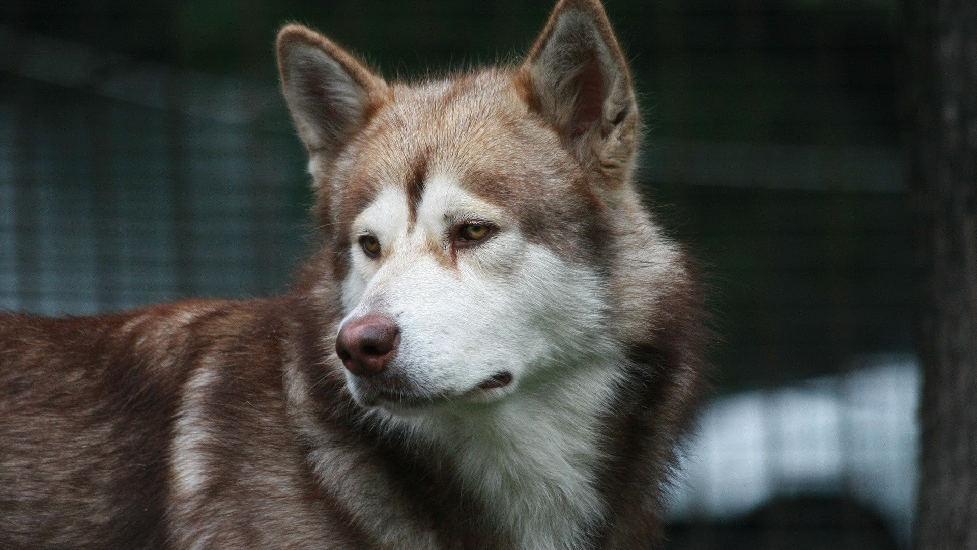 1080P, Siberian Husky, dog, animals, HD Wallpaper