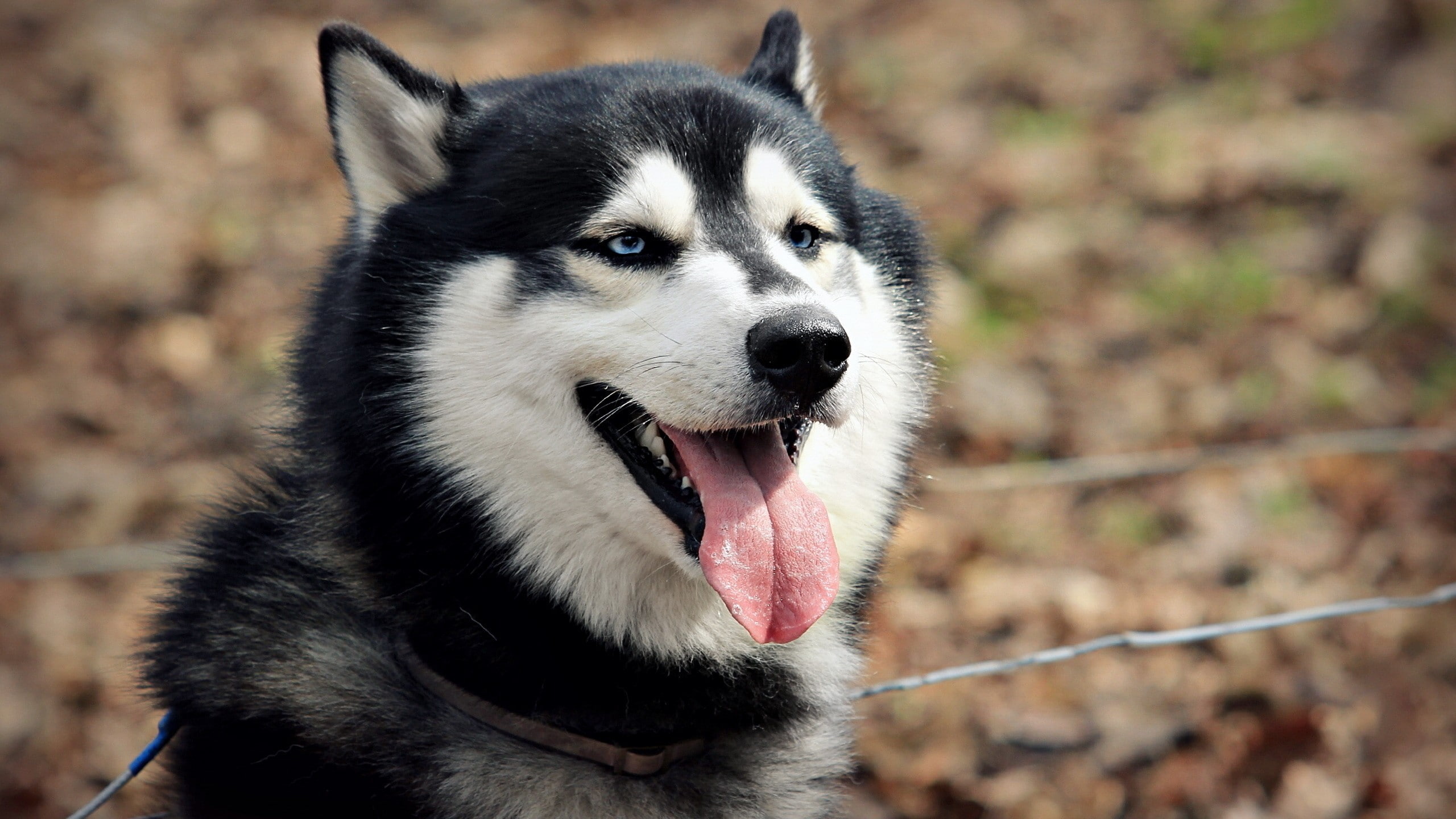2K, dog, Siberian Husky, HD Wallpaper