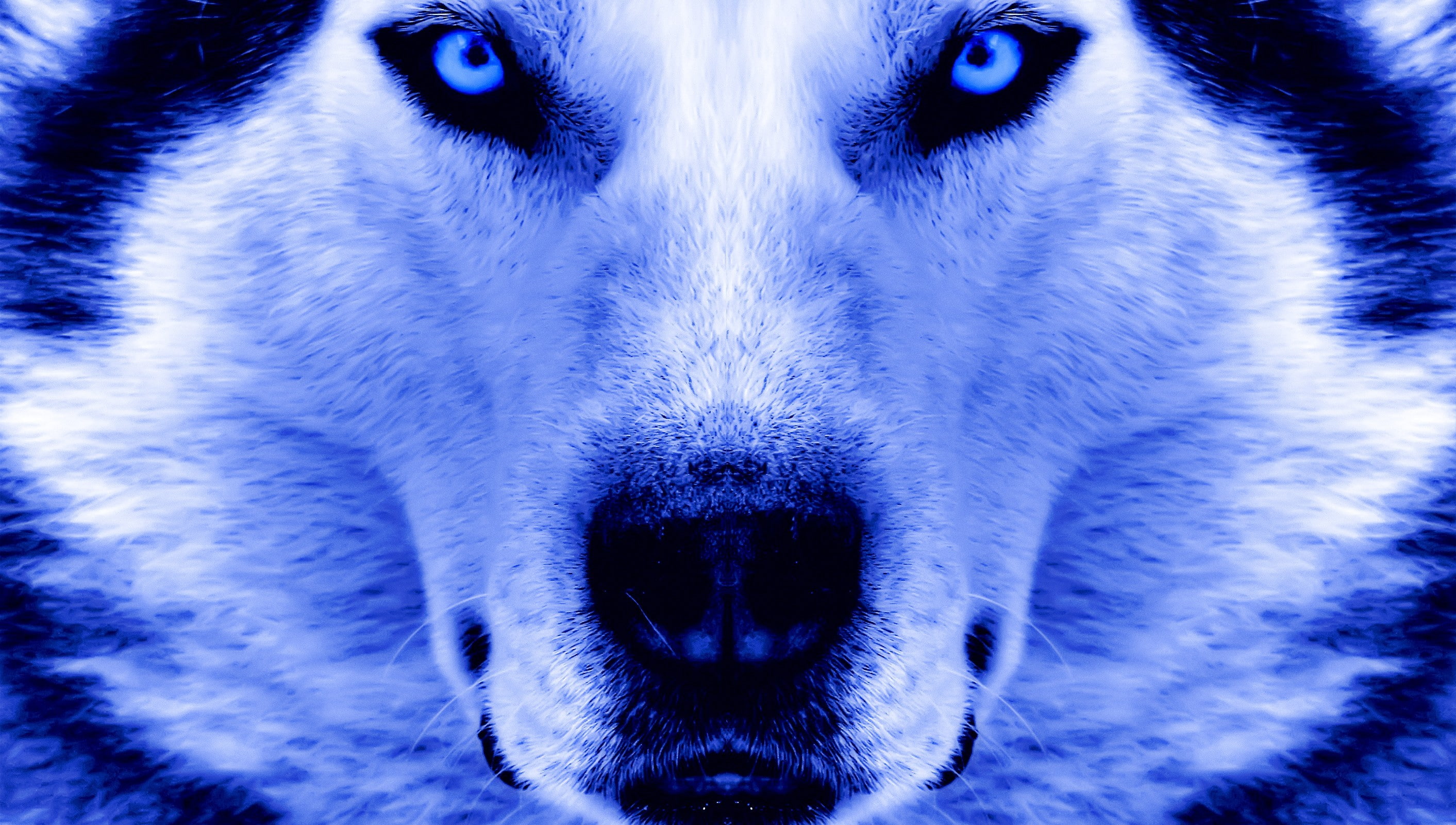 animals, closeup, 2K, dog, Siberian Husky, HD Wallpaper
