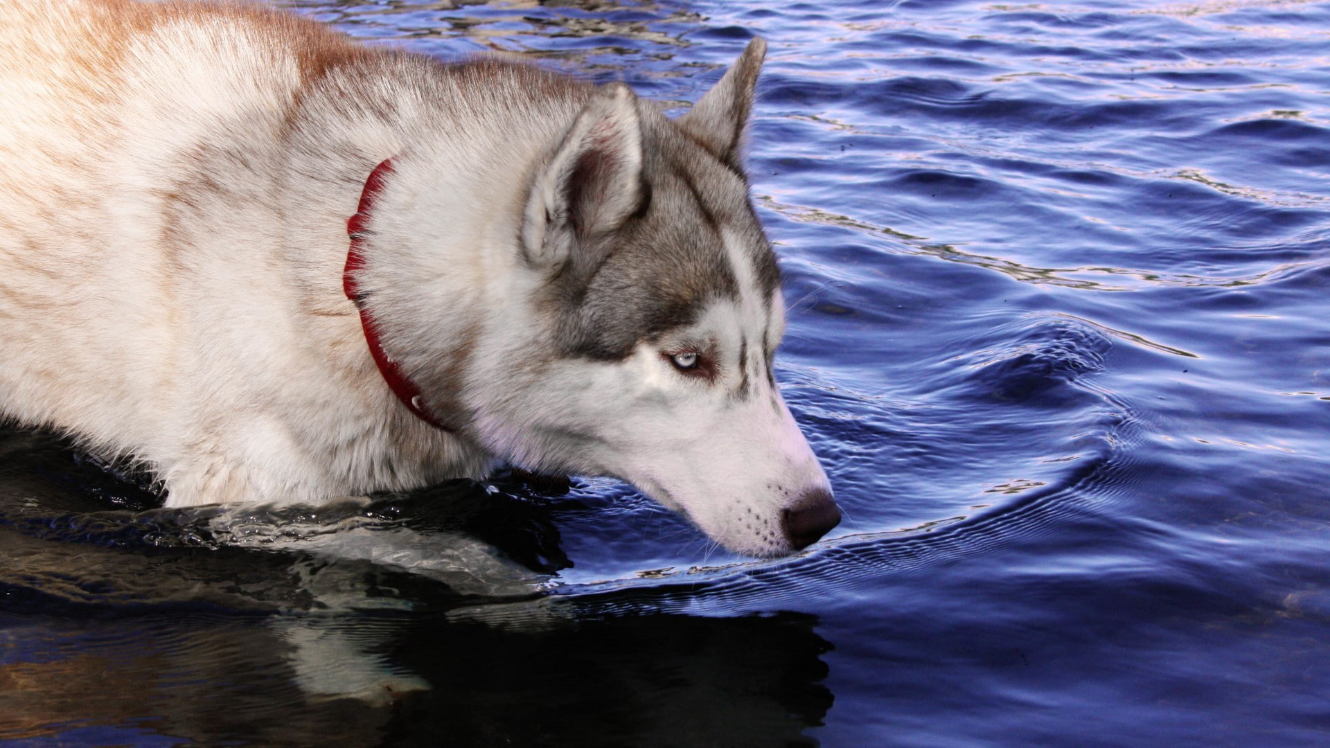 animal themes, animal head, one animal, Siberian Husky, mammal, animal, no people, canine, 1080P, dog, day, animals, water, waterfront, domestic, close-up, HD Wallpaper