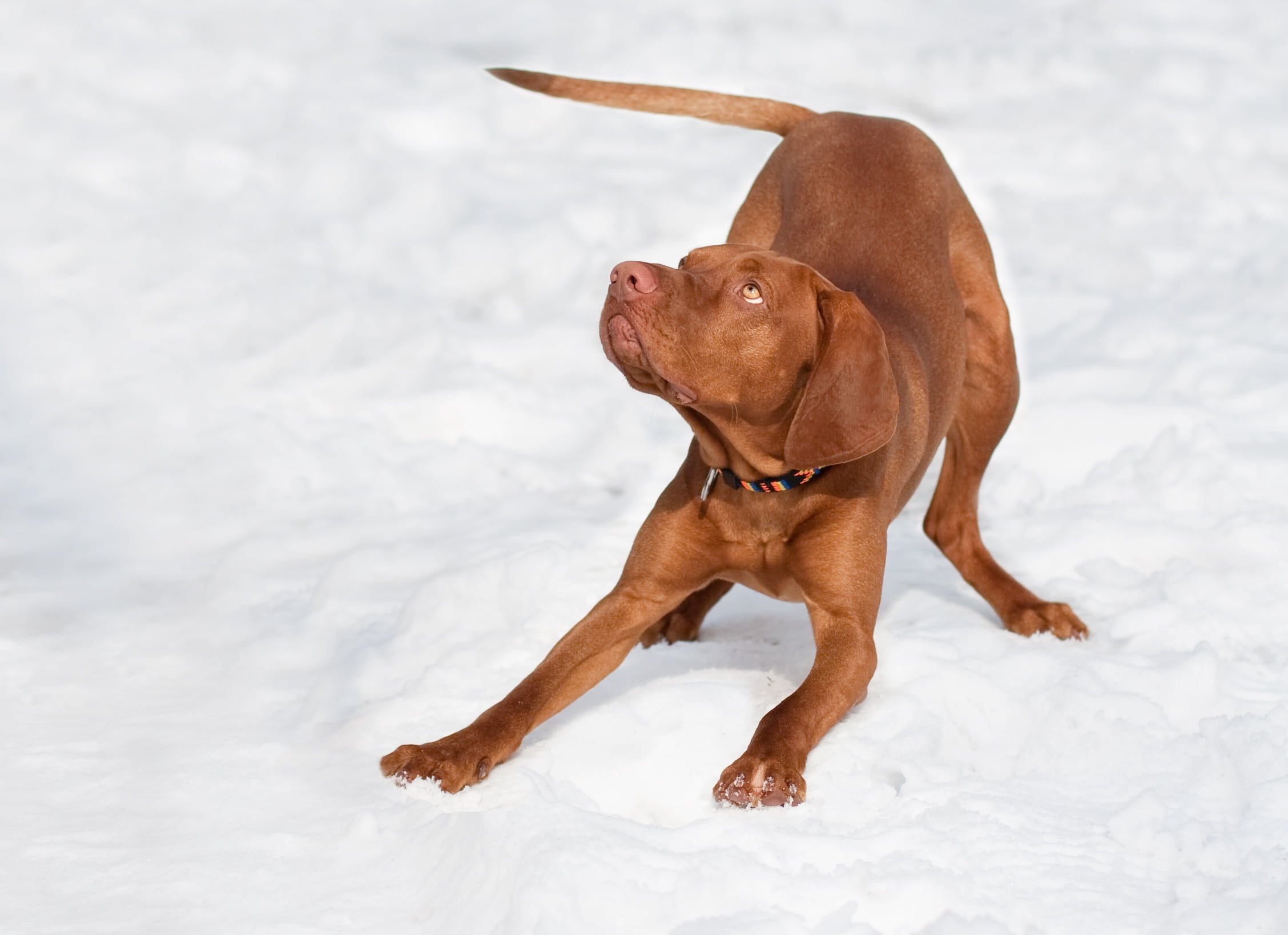 animal themes, looking, winter, canine, purebred dog, day, land, nature, hungarian, domestic, cold temperature, dog, out, pet, animal, snow, copy space, HD Wallpaper