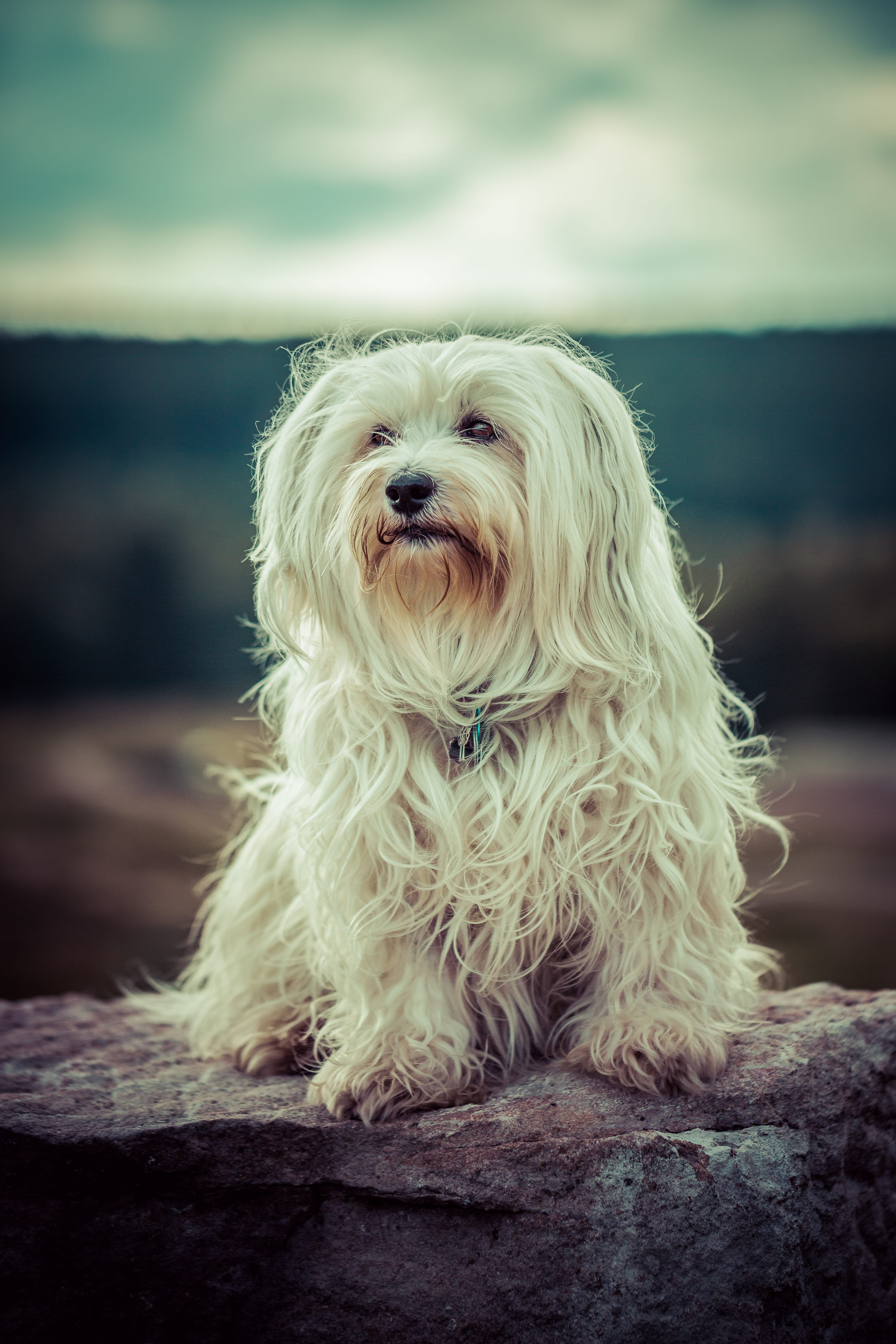 flare, white, purebred dog, good, view, sitting, hair, animal hair, 4K, apso, dog, looking at camera, mammal, rock, vertebrate, people, looking, pet, focus on foreground, Phone HD Wallpaper