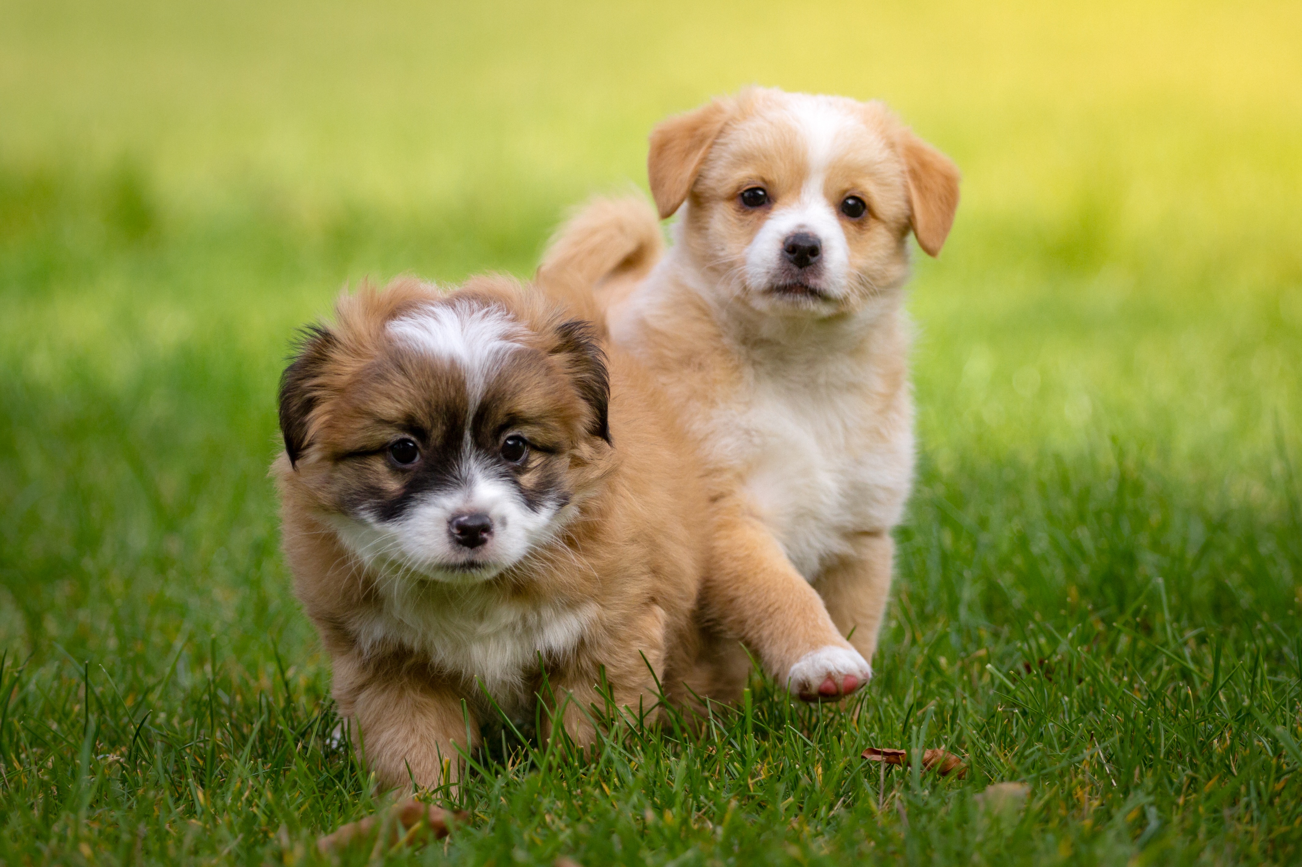 pets, lap dog, baby animal, domestic, pet, outdoor, tan, mammal, selective, dog, two, race, puppy, focus, paw, animal, cavalier king charles spaniel, photography, HD Wallpaper