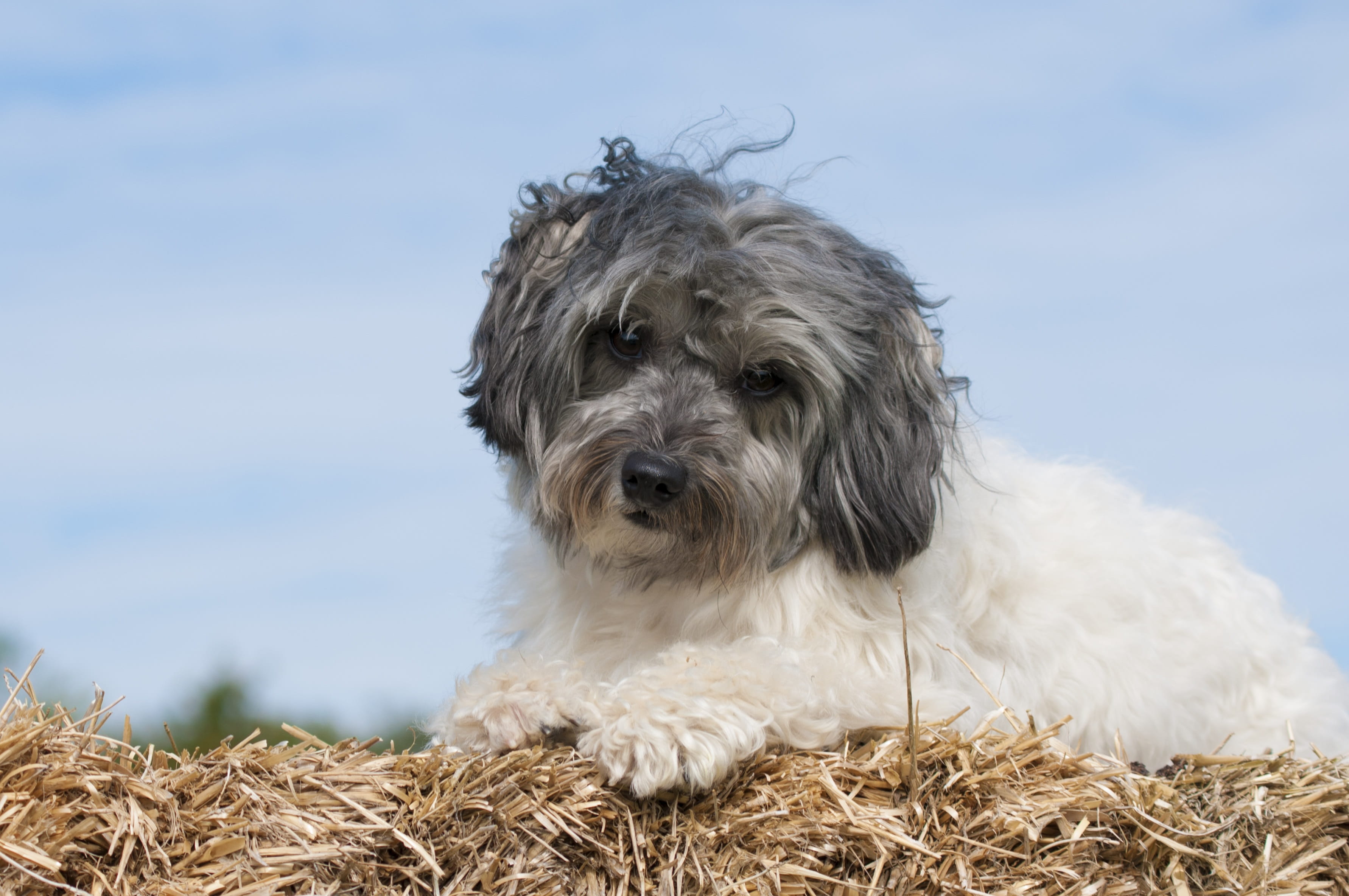 Polish Lowland Sheepdog, black, 2K, mammal, sheepdog, no people, white, puppy, lowchen, portrait, lowland, animals And Pets, straw, lap dog, shih tzu, HD Wallpaper