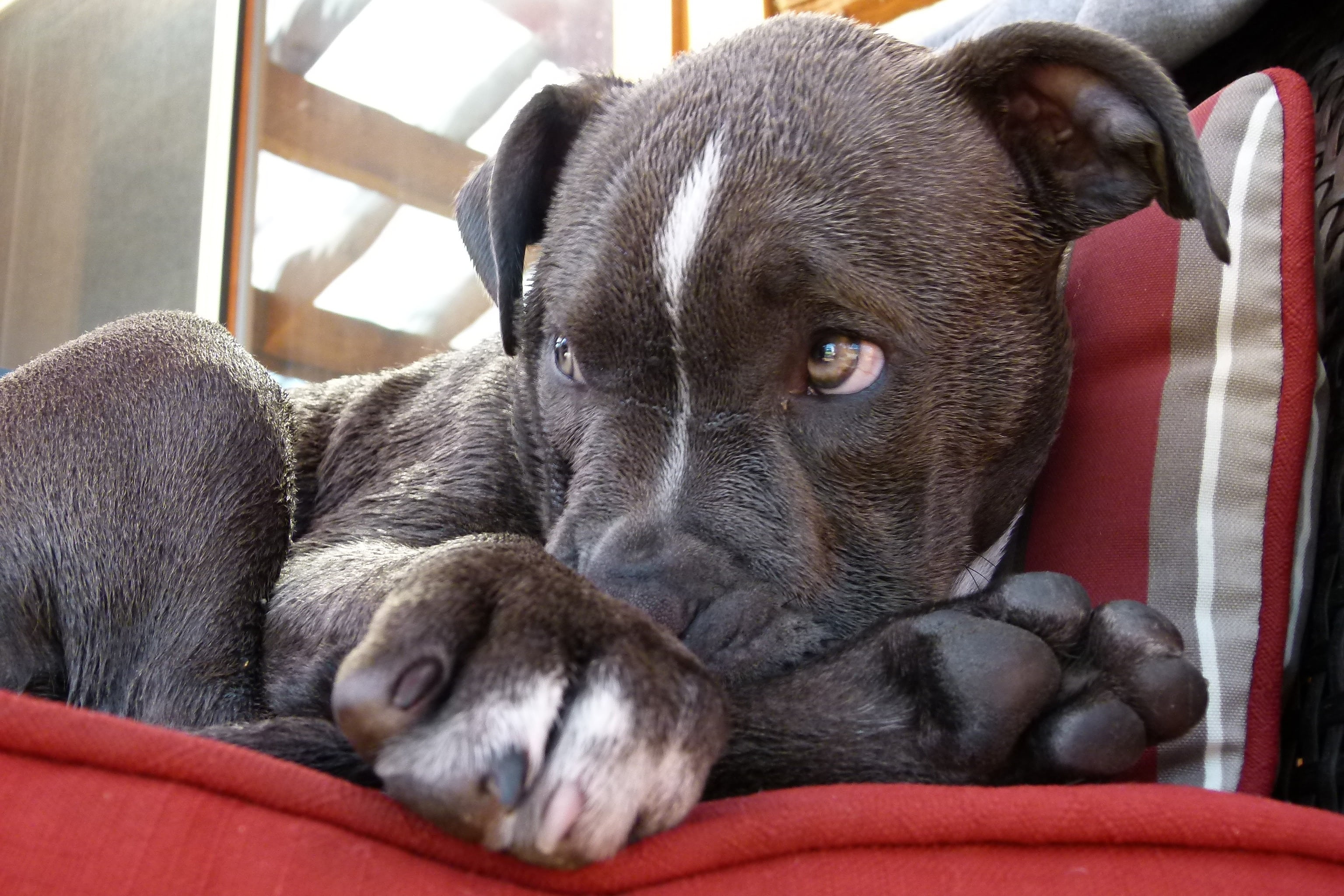 purebred Dog, animal, terrier, one animal, canine, pets, lying, pit, pitbull, mammal, sofa, furniture, animal themes, domestic animals, chair, animal head, HD Wallpaper