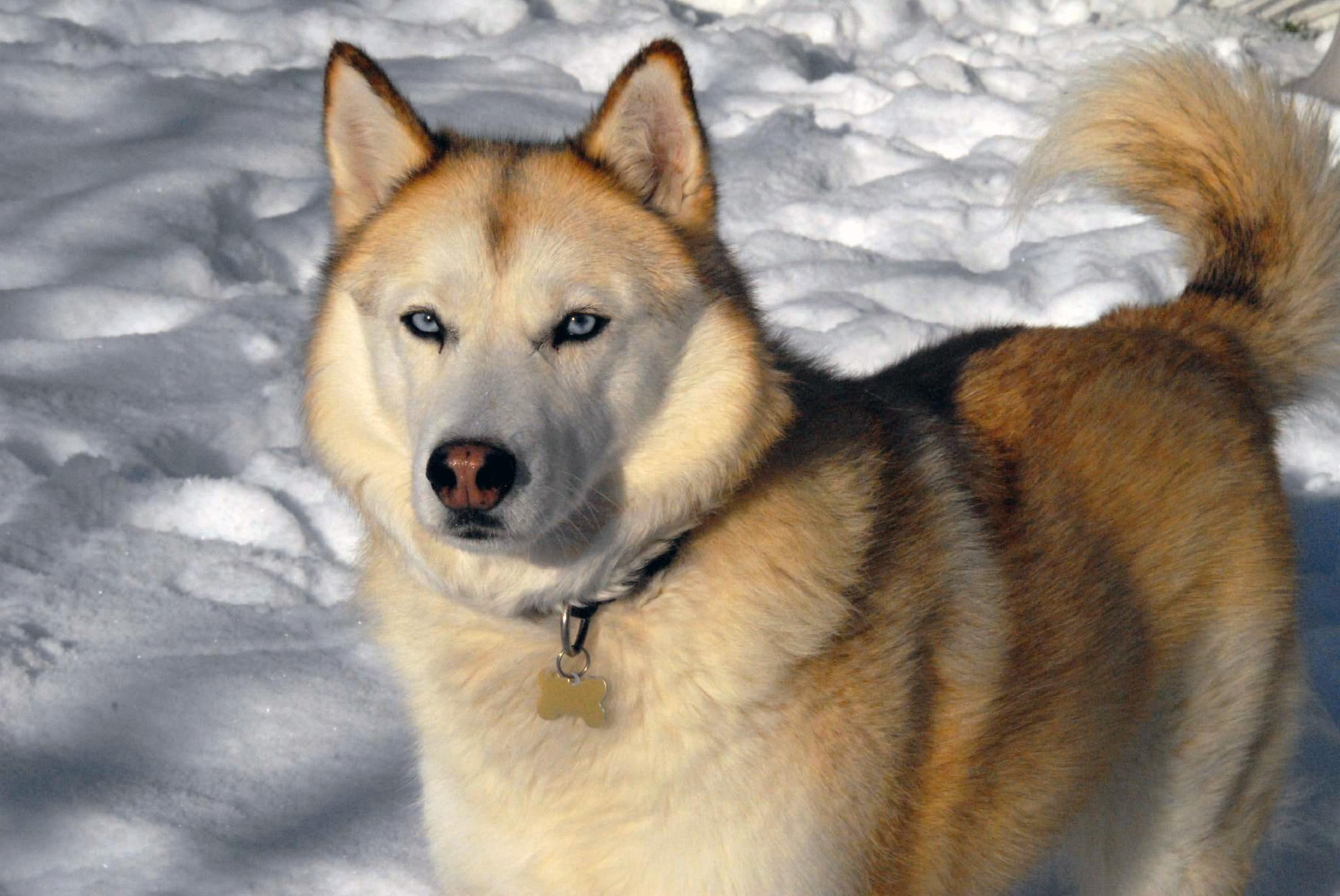 snow, animals, nature, huskies, majestic dogs, husky, 1080P, puppies, wolves, HD Wallpaper