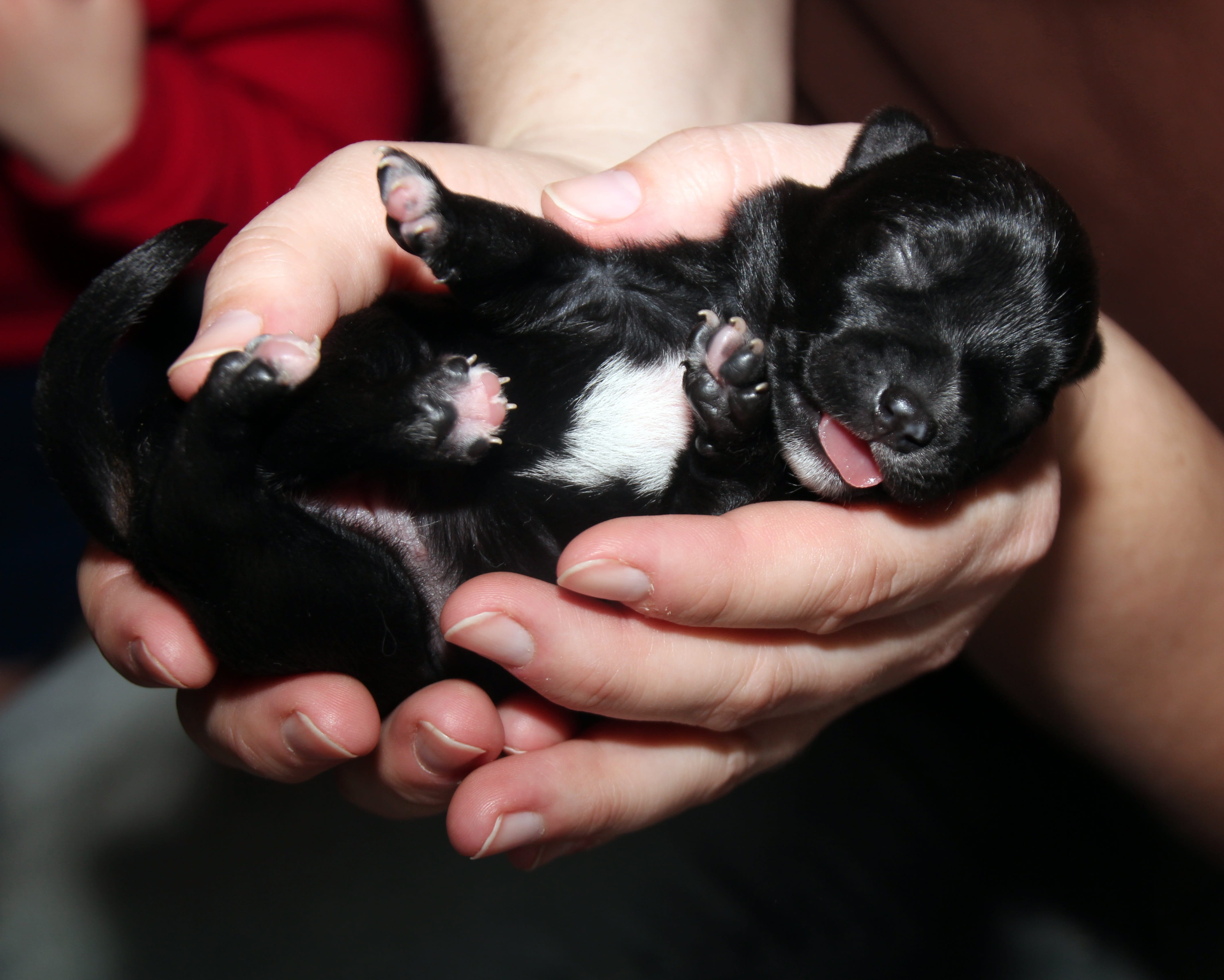 close-up, human body part, domestic animals, care, border collie, black puppy, hand, adult, human hand, dog, puppy, small, domestic, baby, animal, 4K, HD Wallpaper