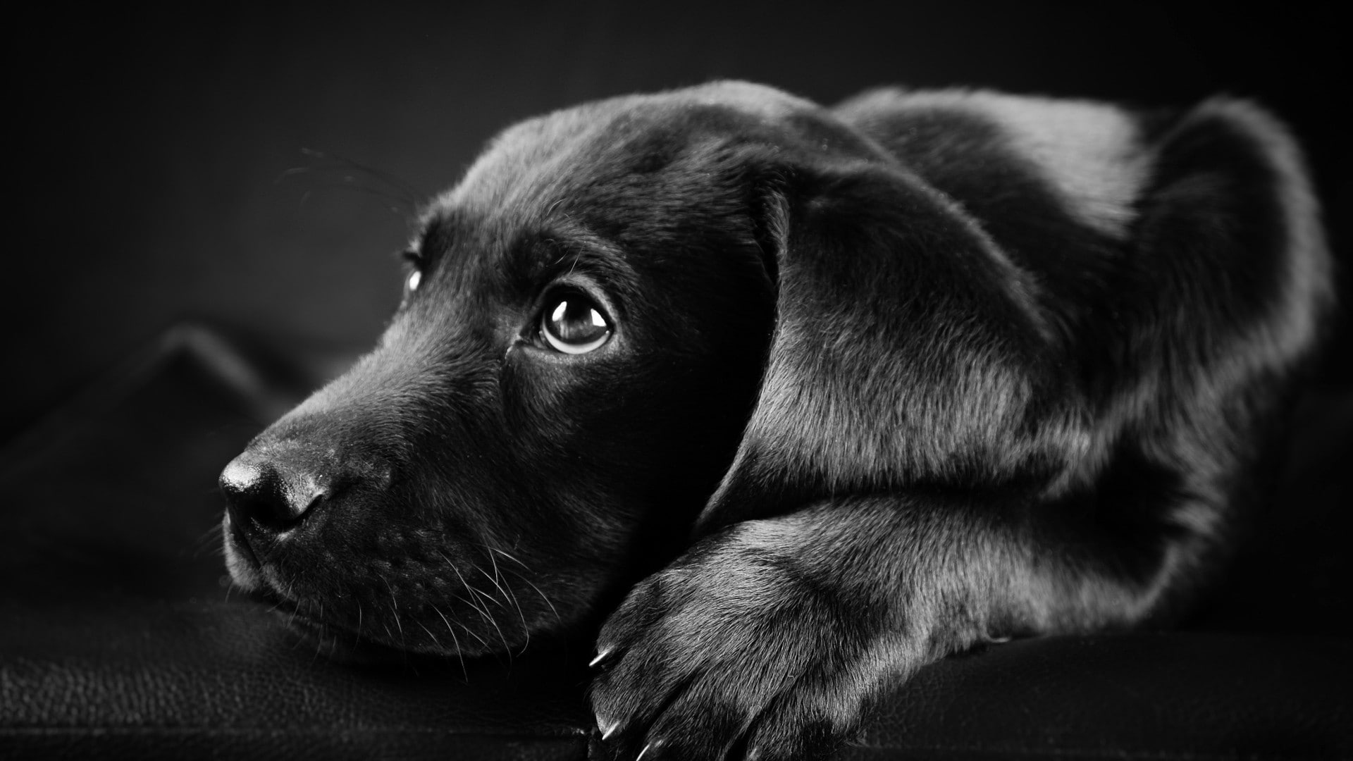 closeup, 1080P, animals, dog, face, black, puppies, black background, Labrador Retriever, HD Wallpaper