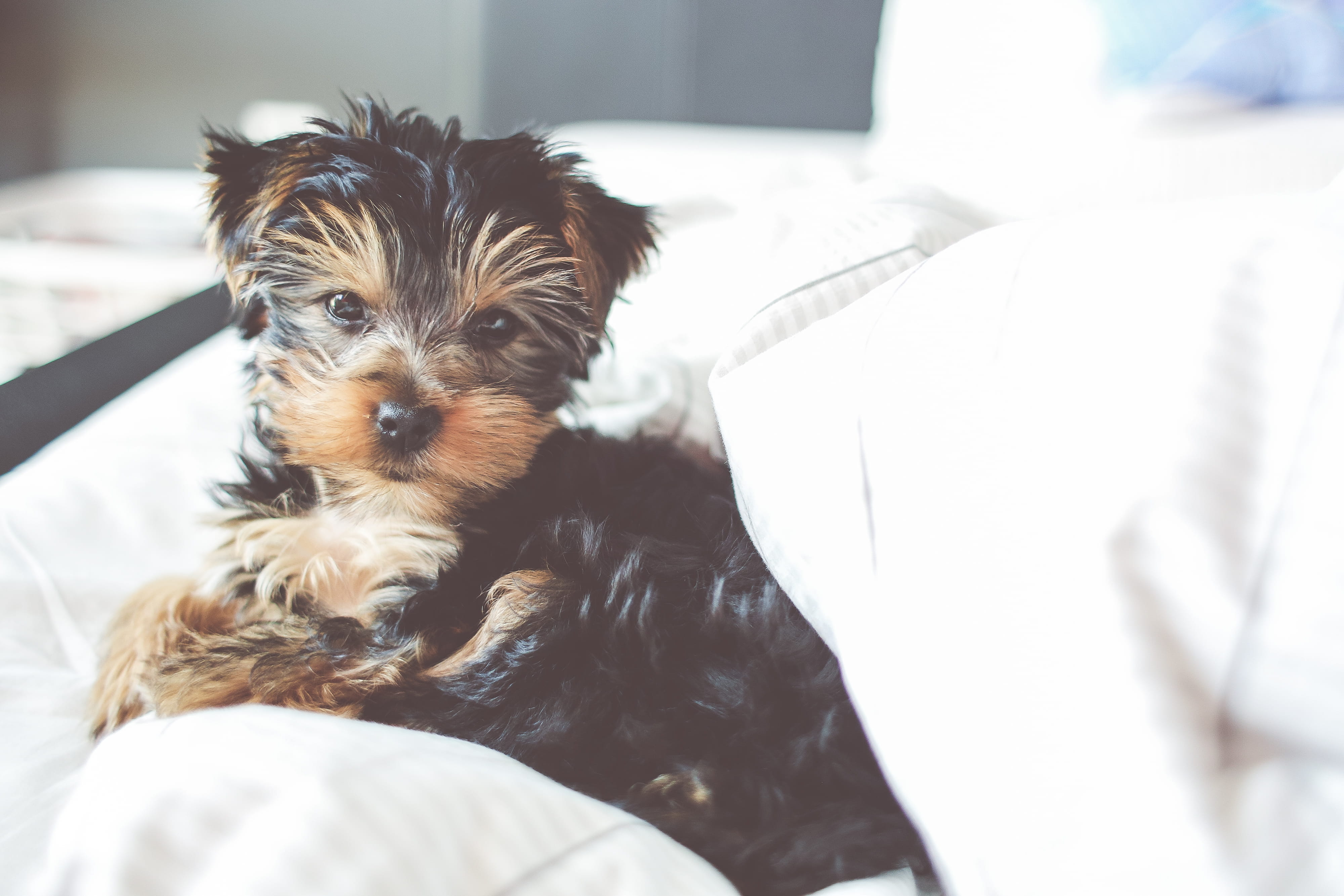 lap dog, relaxation, close-up, 4K, people, sweet, Bed, terrier, animal, puppy, pet owner, furniture, animal themes, little, domestic, animal hair, dogs, HD Wallpaper