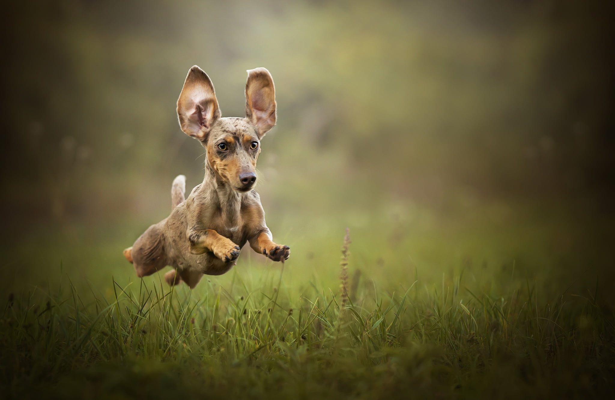 day, mammal, one animal, animals, dapple, selective focus, animal, pets, smooth, domestic, plant, canine, puppy, 1080P, dachshund, vertebrate, animal themes, HD Wallpaper