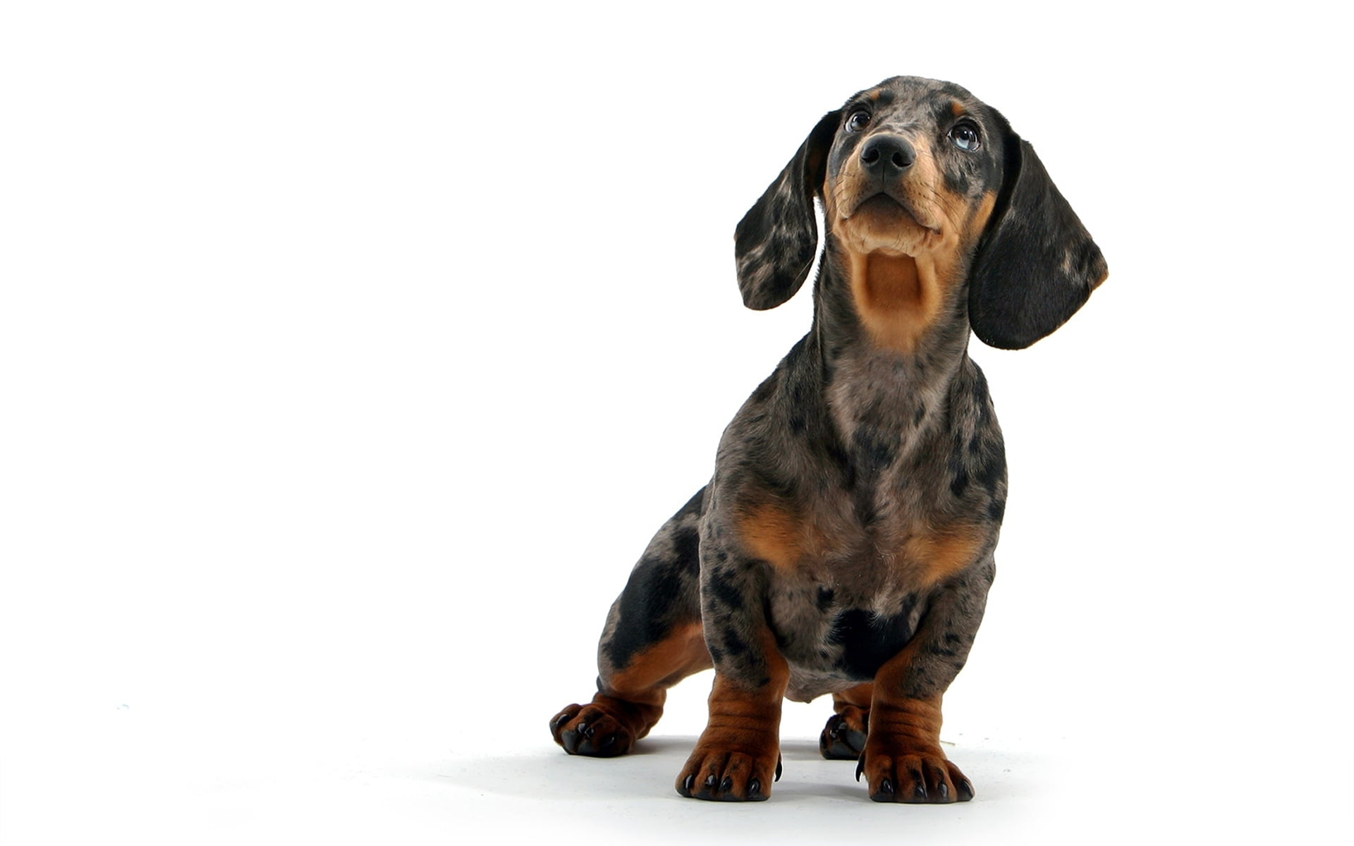 canine, no people, animal, Dachshund, copy space, domestic, animal themes, looking, white, vertebrate, 1080P, domestic animals, indoors, dapple, dog, animal head, HD Wallpaper