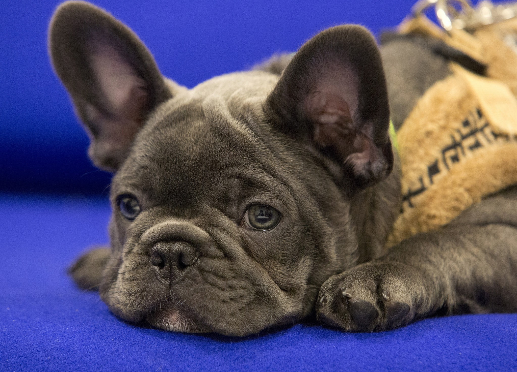 bulldog, eyes, blue, 1080P, puppy, muzzle, French bulldog, french, pug, english, dog, HD Wallpaper