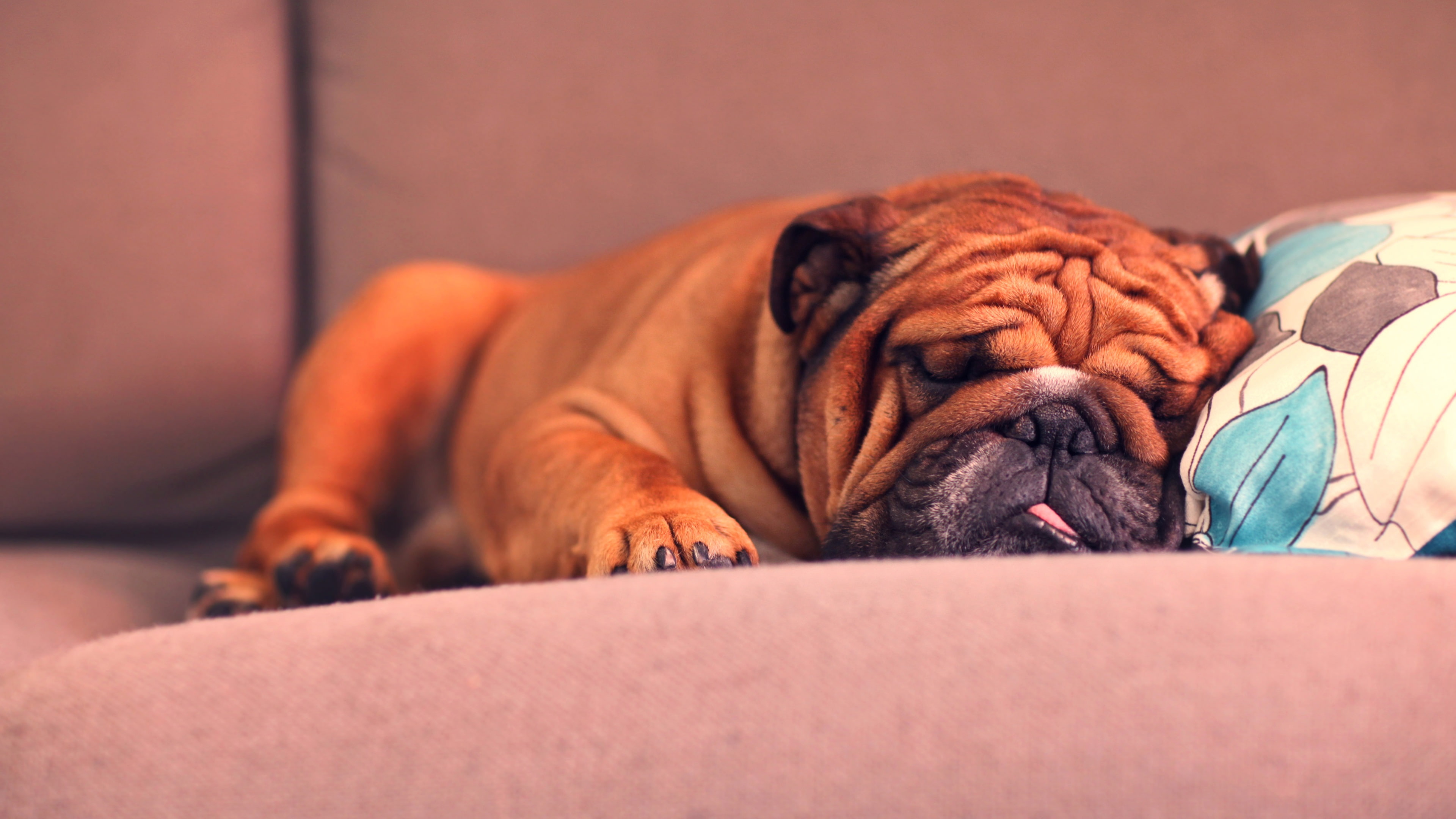 French, 4K, Bulldog, Sleeping, HD Wallpaper