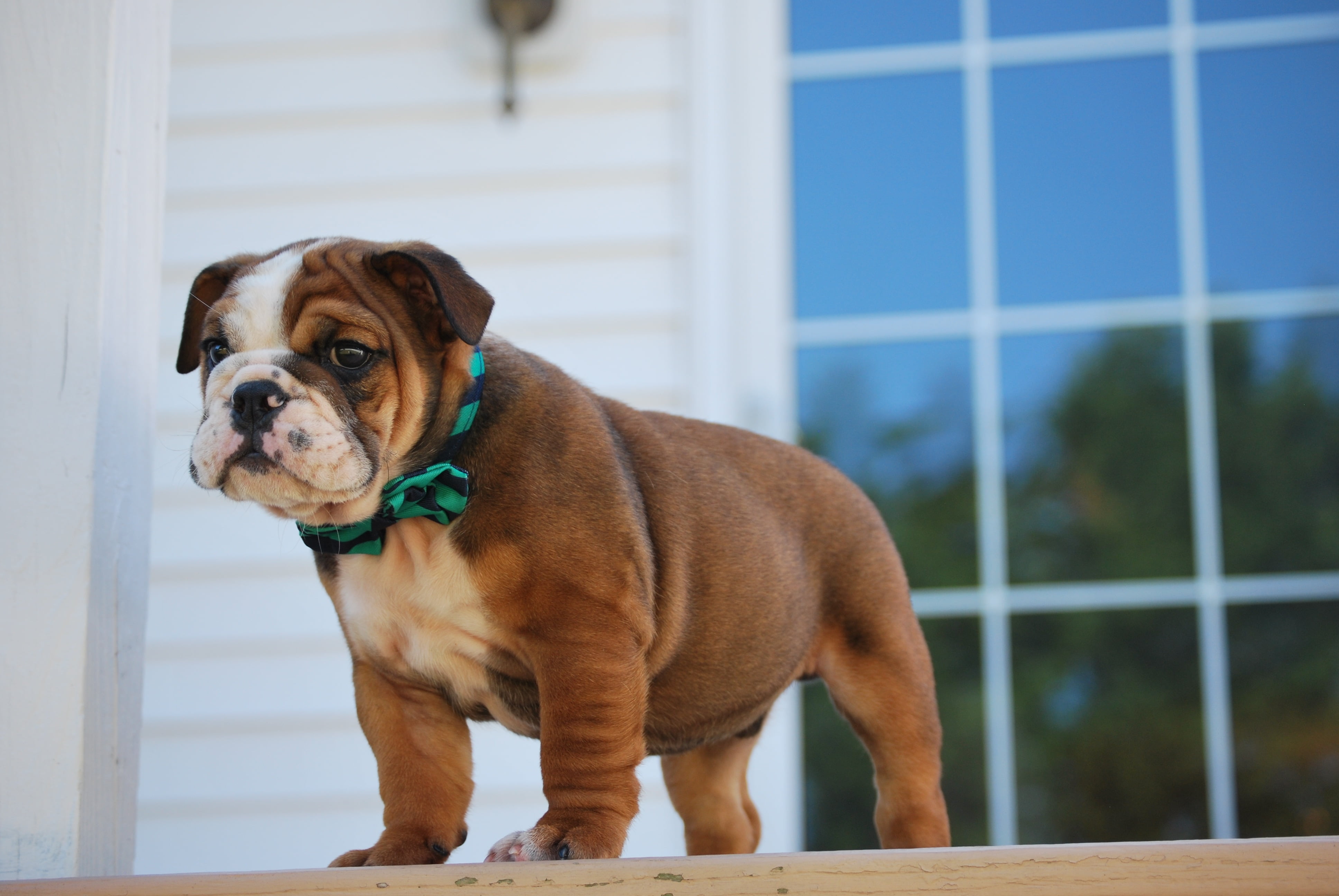white, portrait, 4K, brown, dog, sitting, boxer, bulldog, animal, small, outdoors, cute, day, one Animal, looking at camera, pets, indoors, friendship, HD Wallpaper