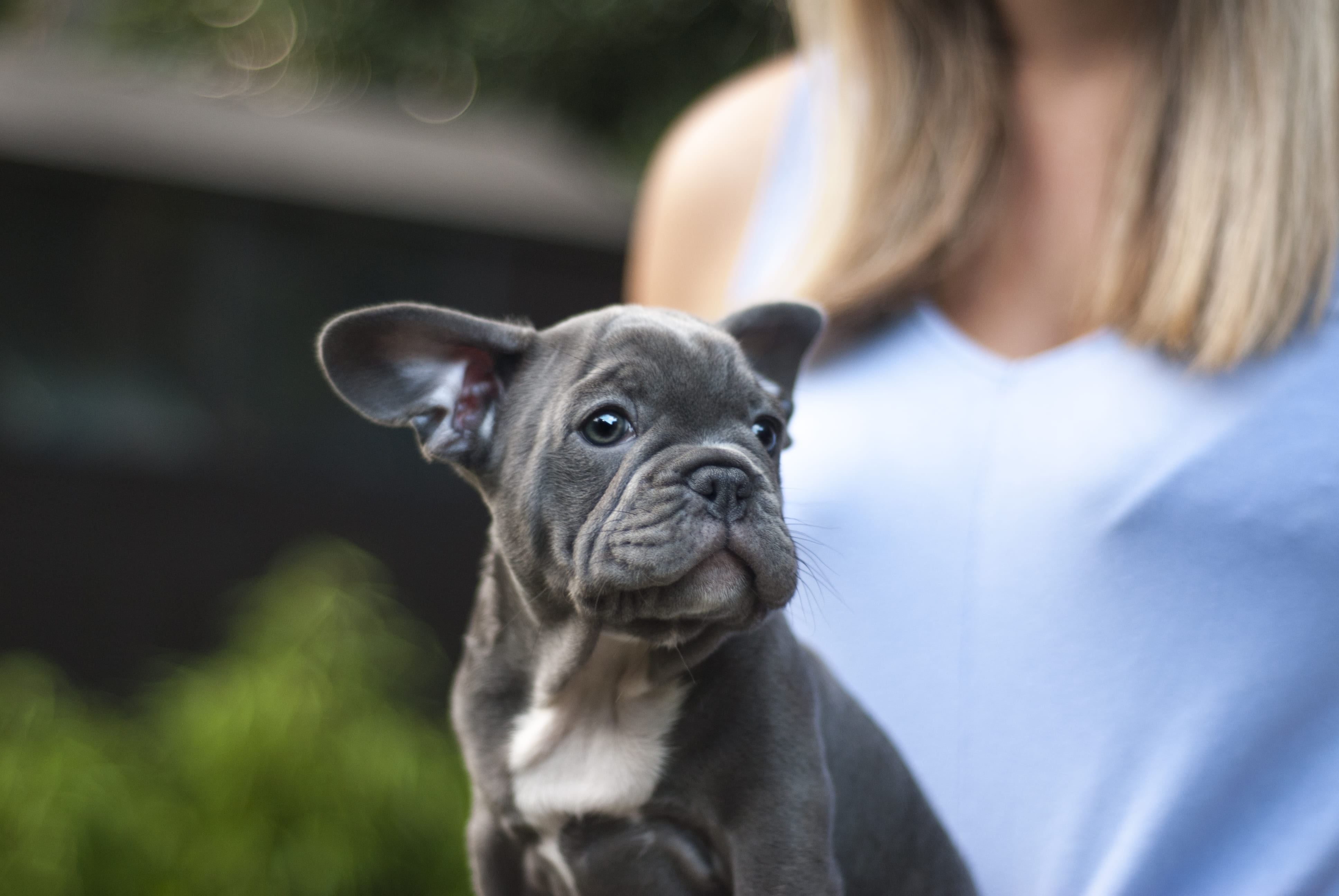 portrait, shallow, photography, canine, adult, domestic, 4K, small, focus on foreground, bulldog, pets, hairstyle, pet owner, terrier, carnivore, french, HD Wallpaper
