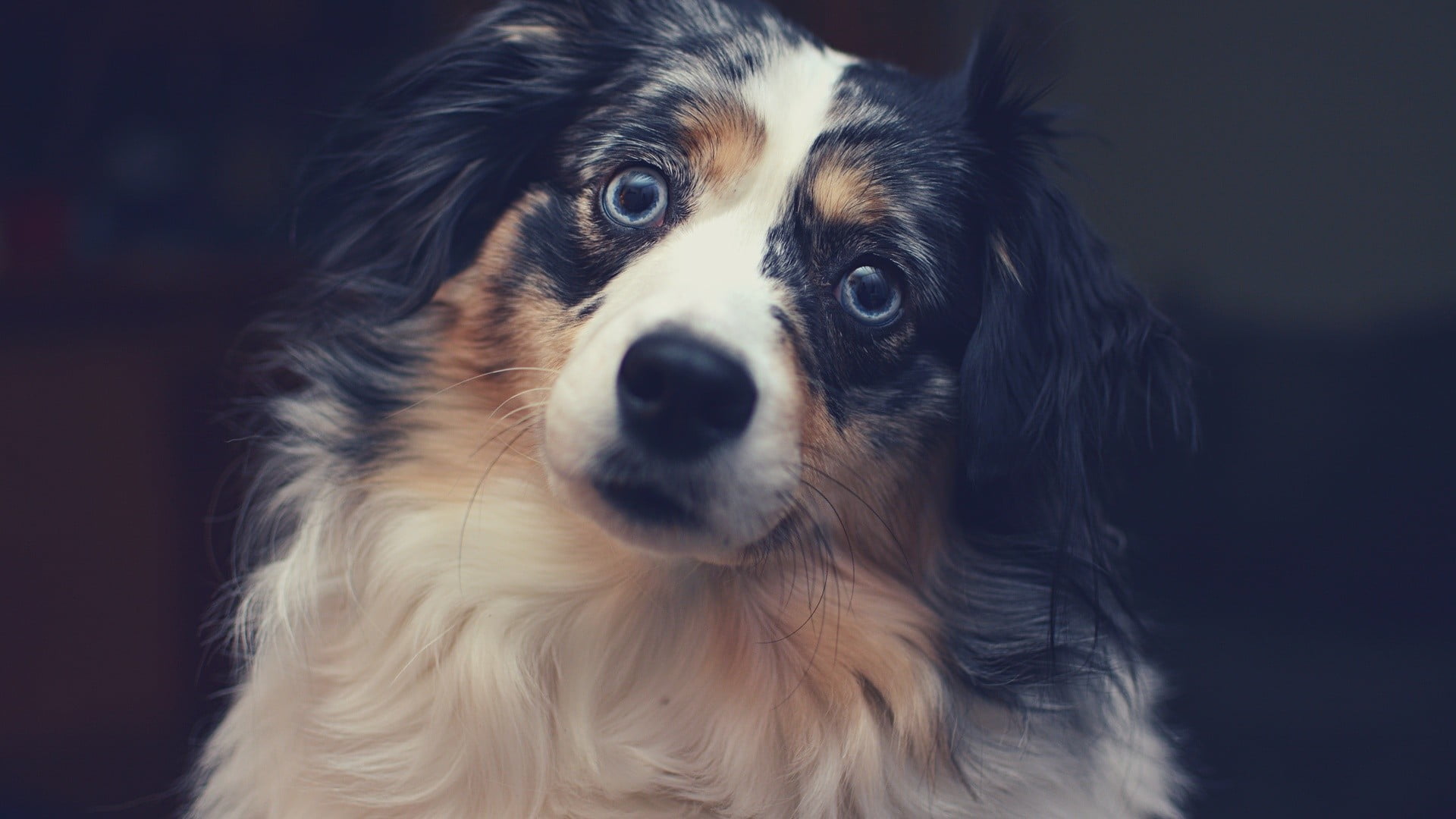 Collie, canine, portrait, small, focus on foreground, mammal, domestic, snout, looking at camera, animal body part, animals, domestic animals, vertebrate, HD Wallpaper