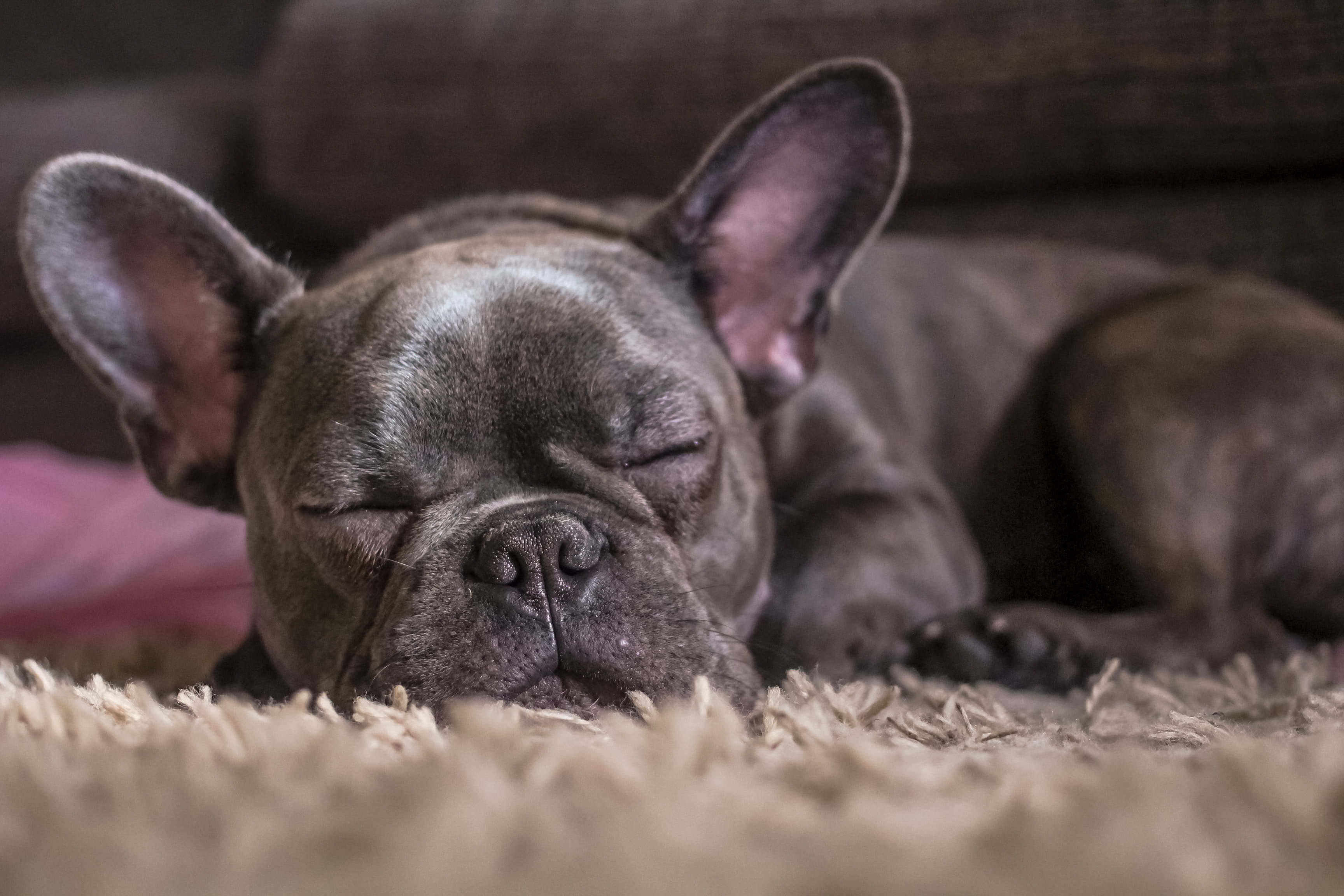 bull, lying down, domestic, sleeping, domestic animals, boxer, french bulldog, puppy, indoors, mammal, young animal, sleeping dog, animal head, bulldog, HD Wallpaper