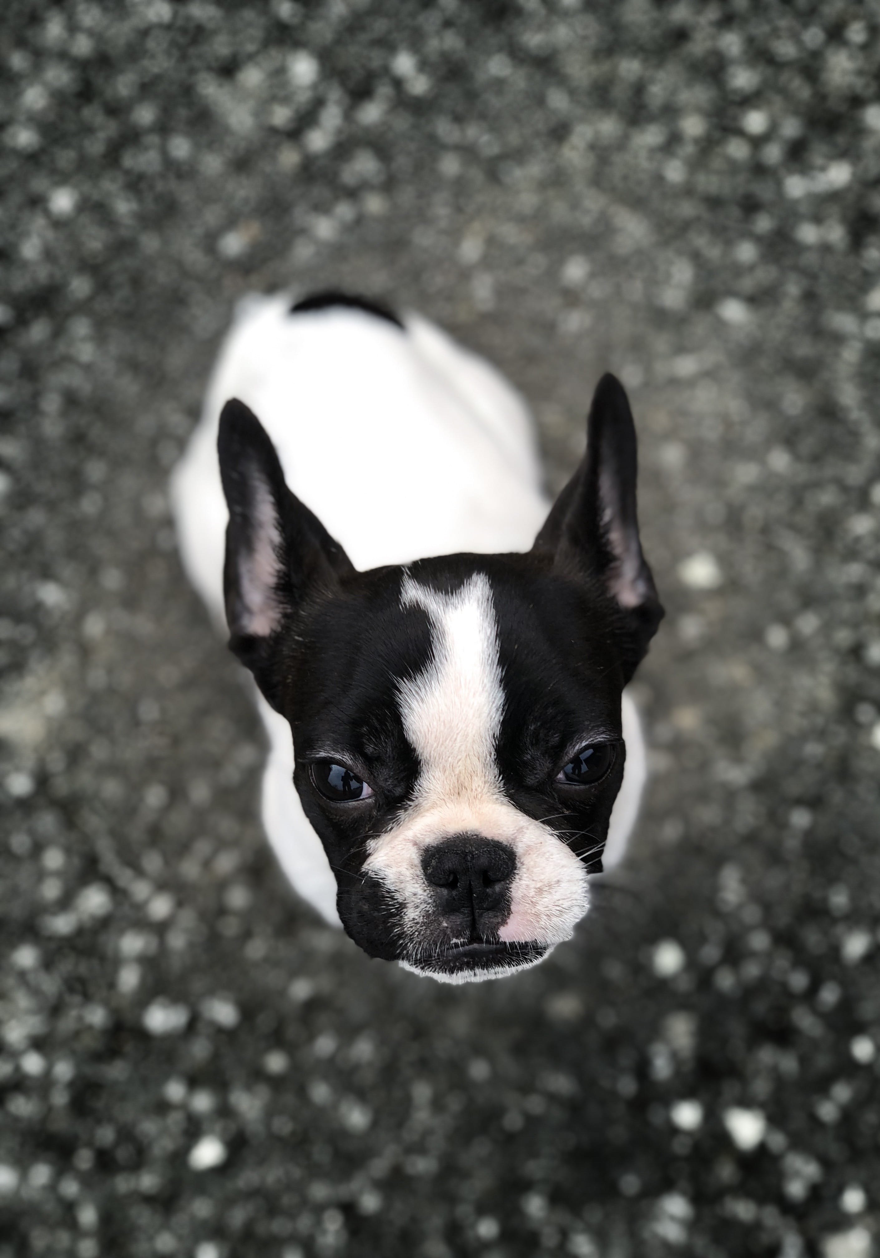 day, bulldog, black color, no people, rodent, pet, pets, portrait, beverage, one animal, ground, small, canine, dog, puppy, strap, adult, vertebrate, close-up, Phone HD Wallpaper