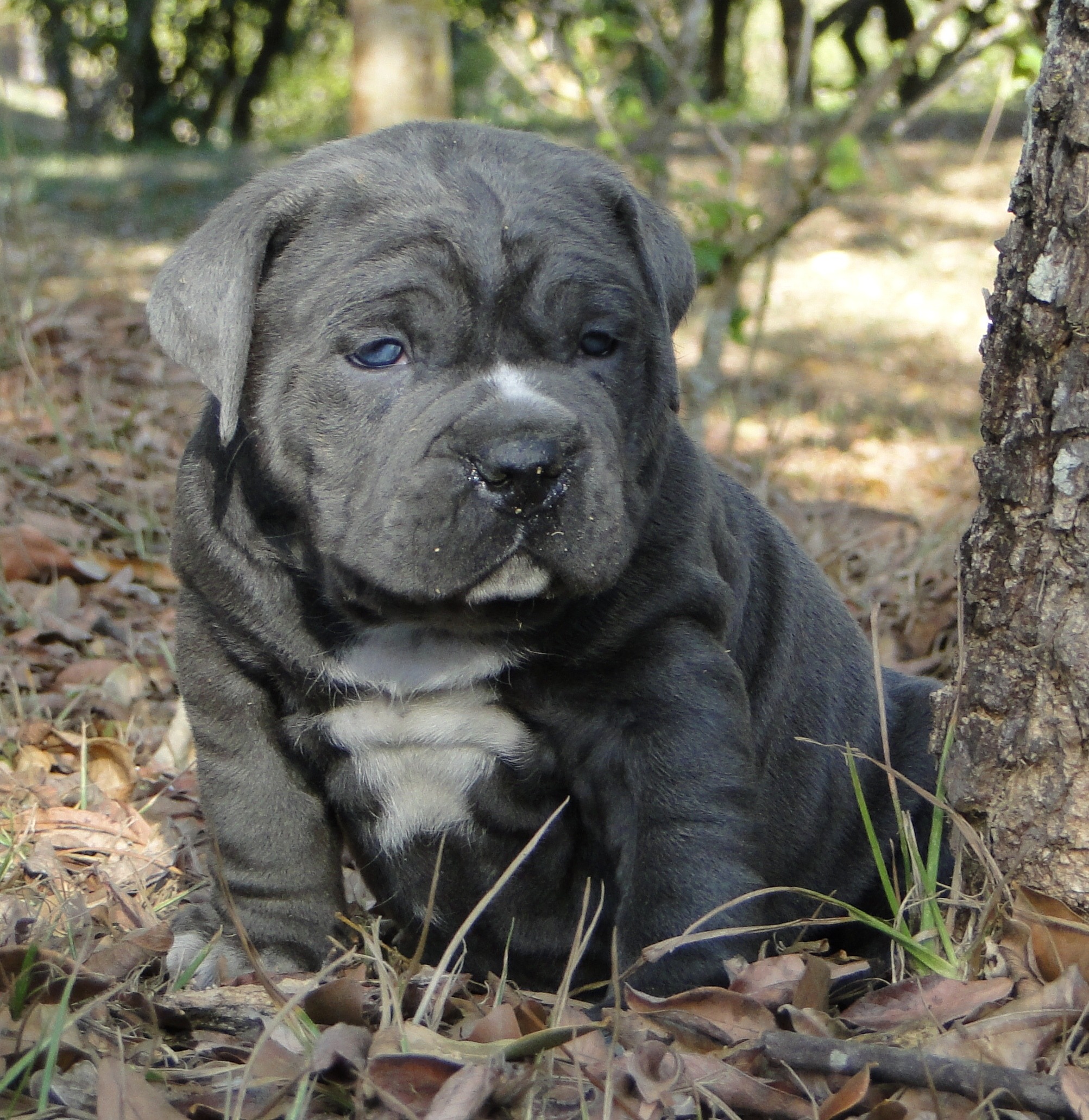 pets, cute, pet, animal, nature, white, bulldog, outside, vertebrate, outdoors, mammal, domestic, one animal, focus on foreground, dog, blue, looking at camera, Phone HD Wallpaper