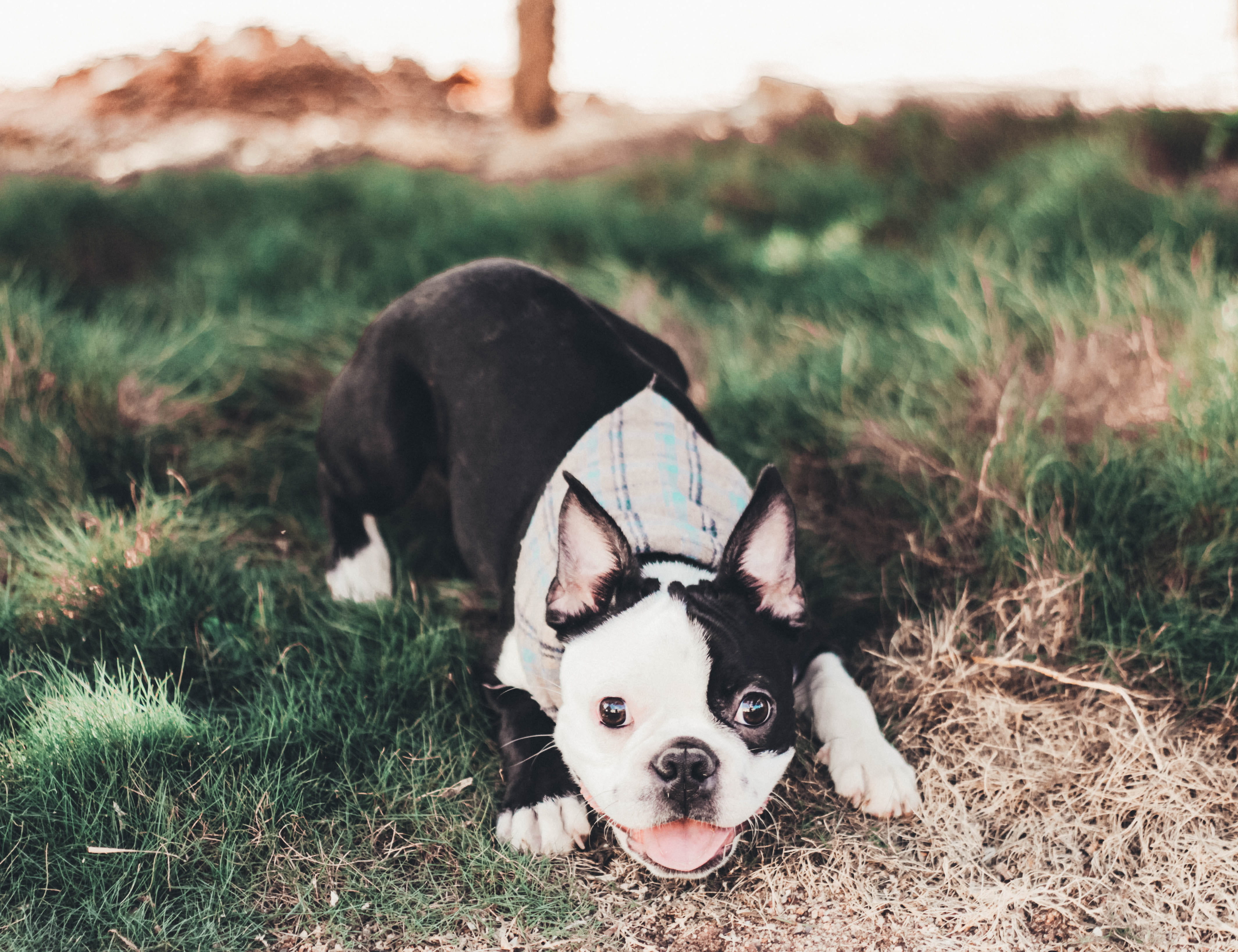 pitbull, grass, bulldog, dog, animal themes, terrier, small, french bulldog, bostonterrier, looking at camera, pets, field, domestic, animal, happiness, HD Wallpaper