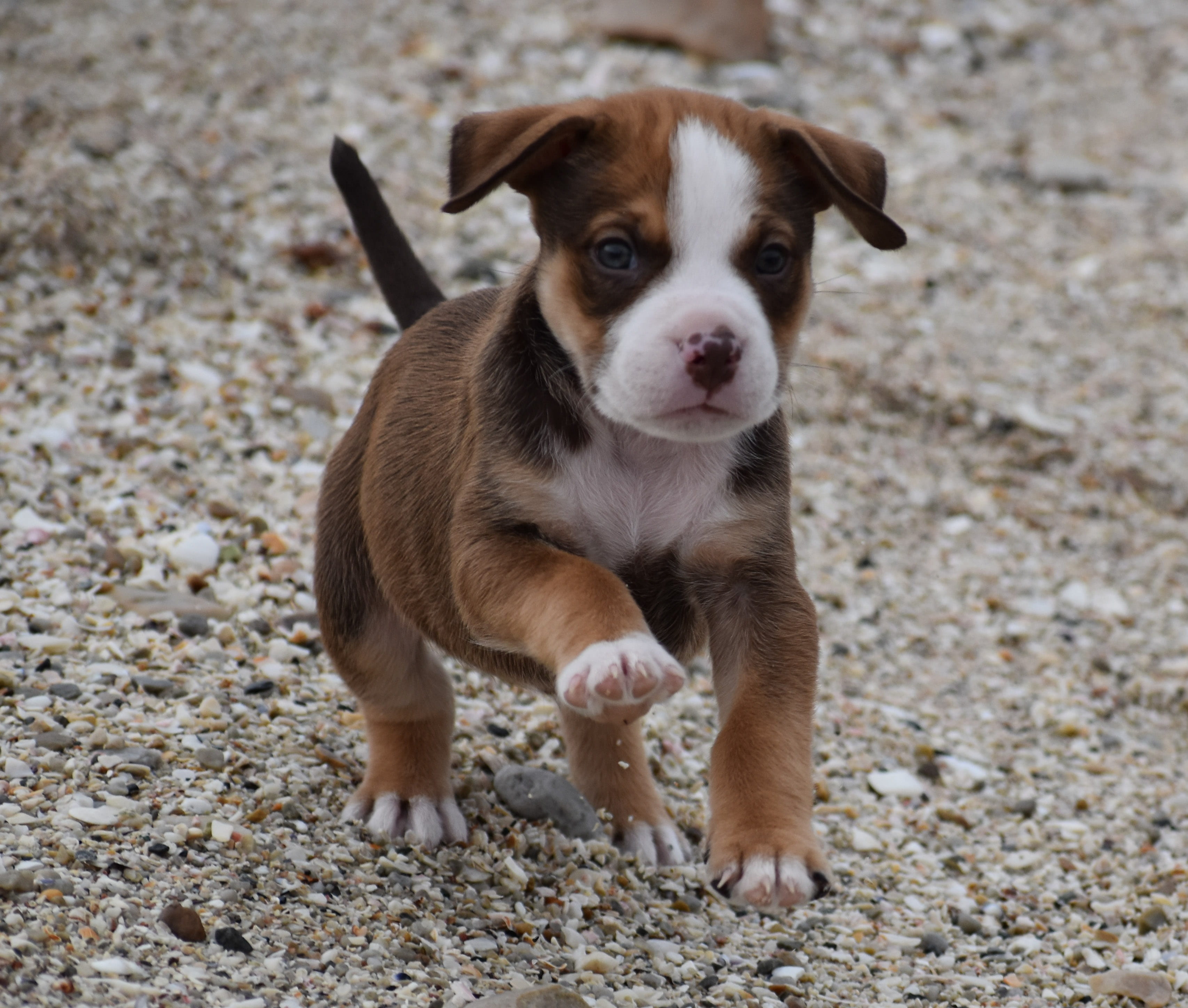 focus, domestic, tan, no people, day, dog, looking at camera, white, one animal, standing, terrier, jack russell terrier, small, 2K, land, puppy, portrait, HD Wallpaper