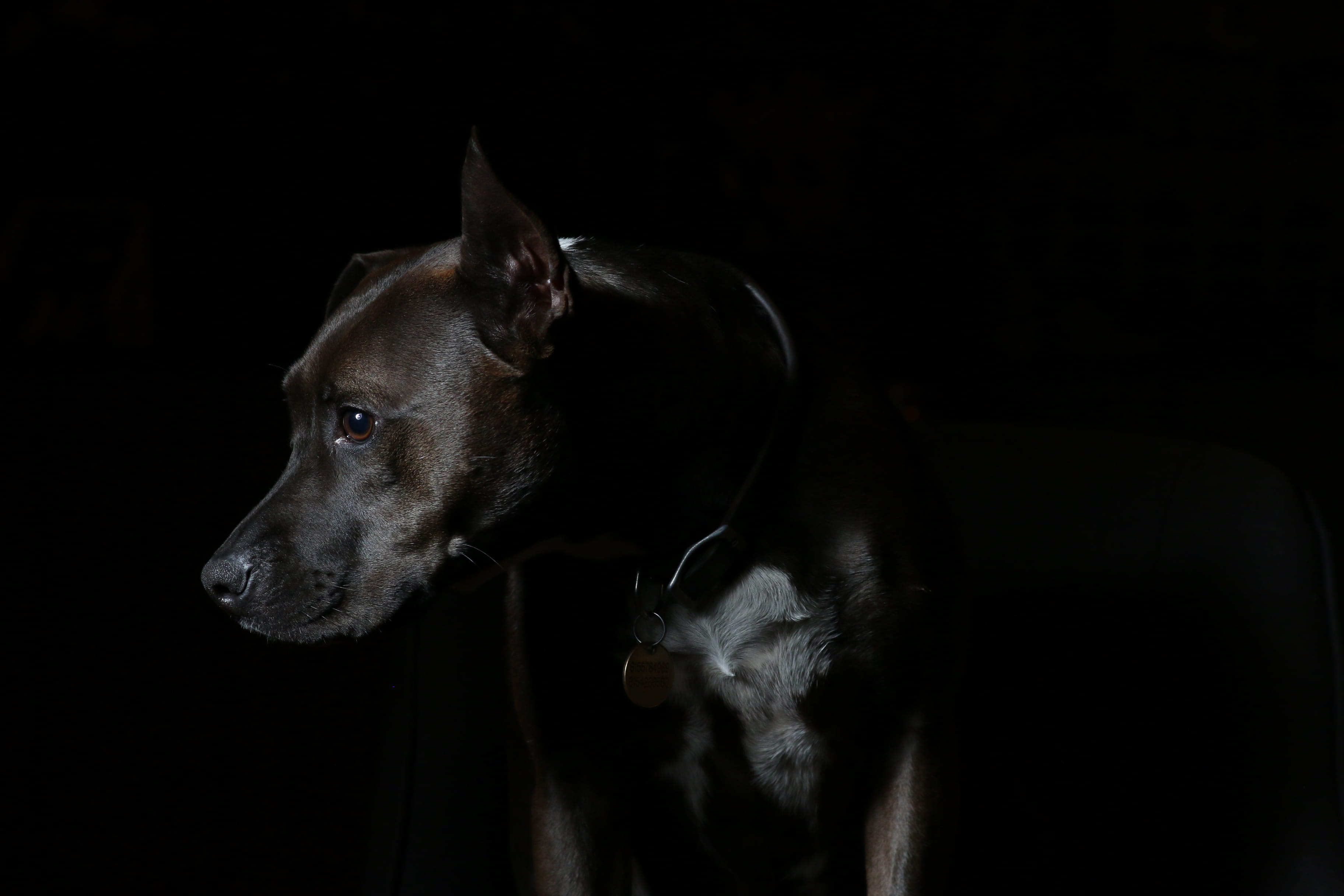 black dog, american, black Color, dog, animal themes, purebred Dog, right side, brown, domestic, domestic animals, canine, black, adult, animal, indoors, HD Wallpaper