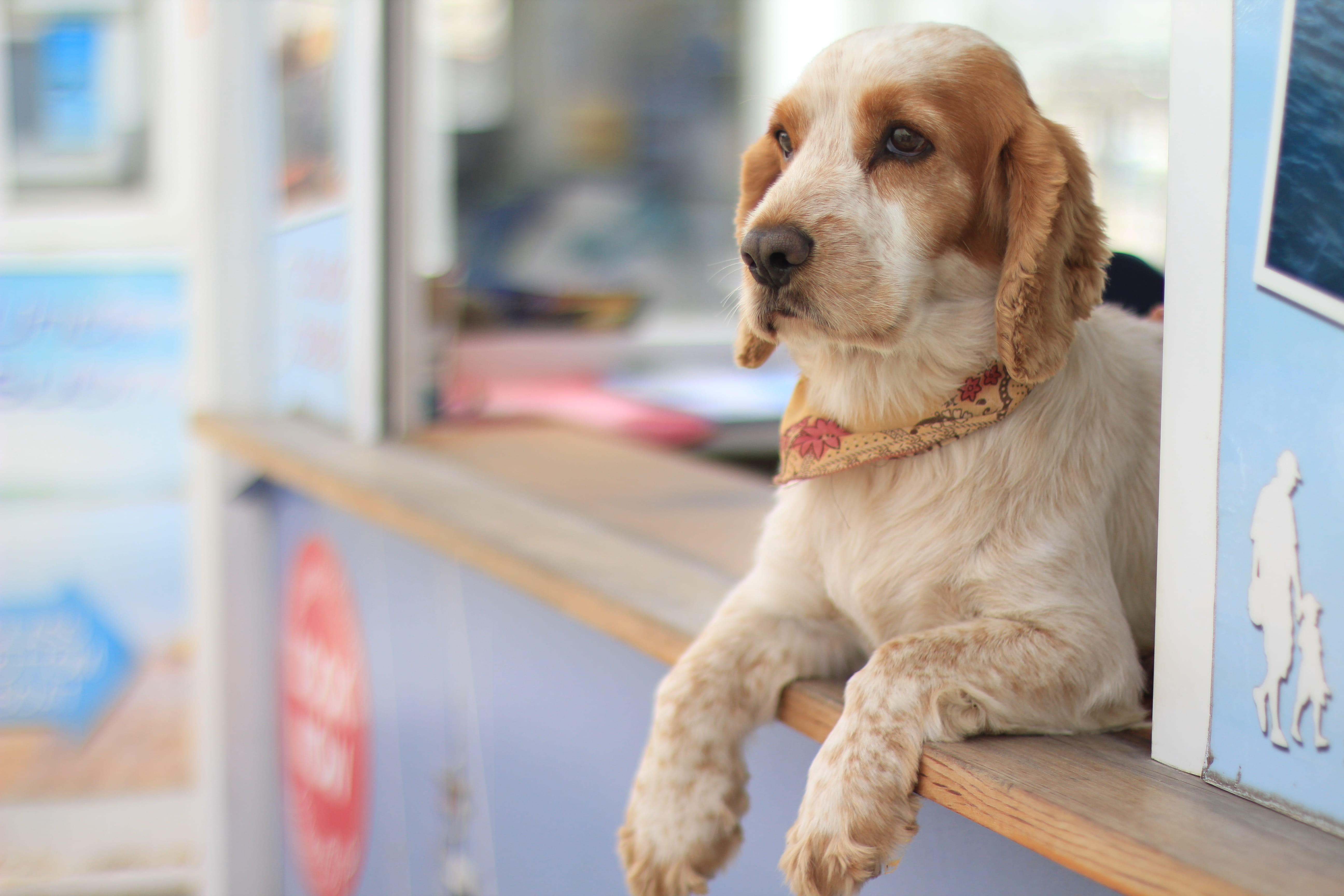 pet, lying, domestic, sitting, ice, photography, close-up, american, cream, cute, puppy, Ice Cream, pets, vertebrate, focus, wood, looking away, no people, HD Wallpaper