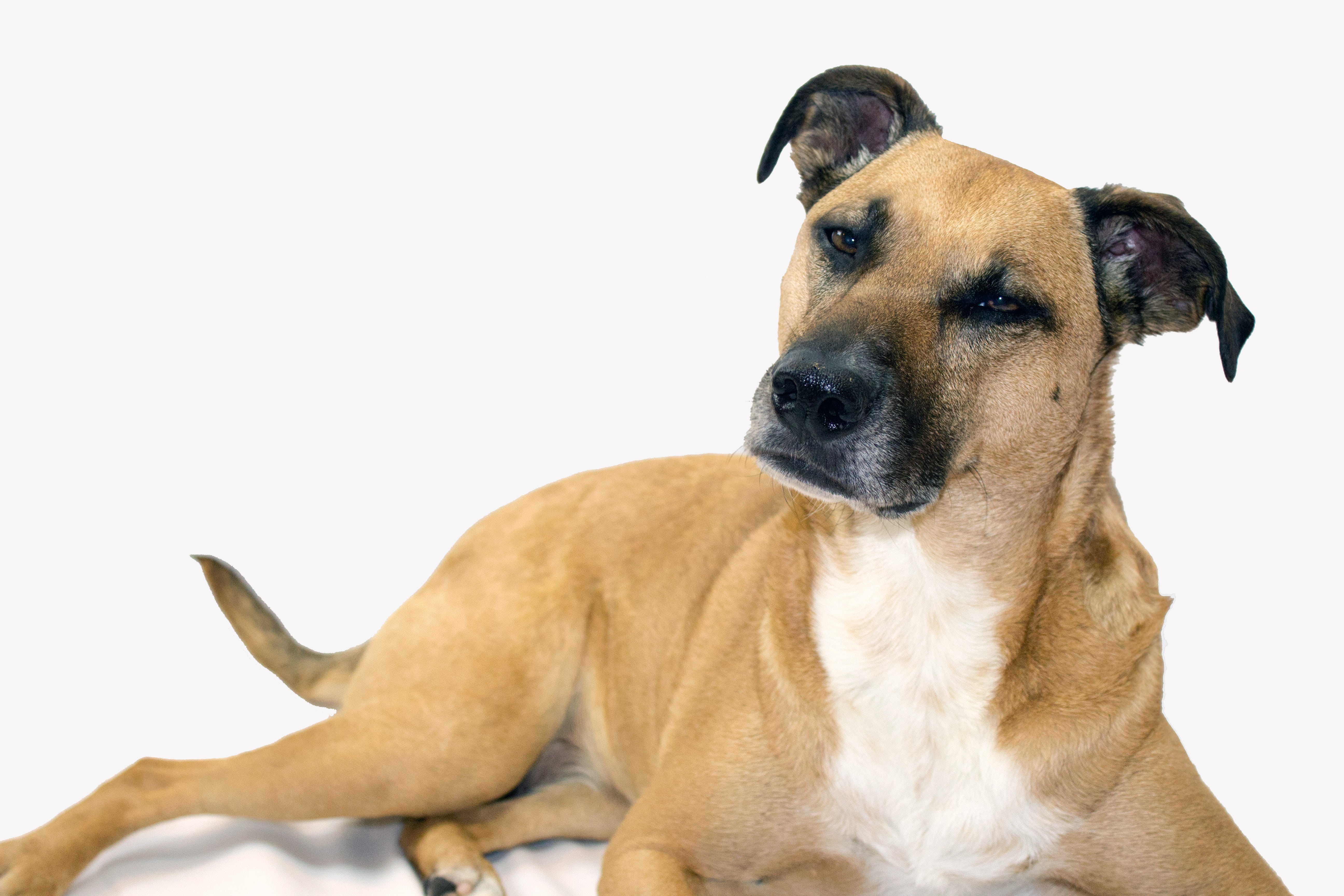 pets, brown, indoors, animal, vertebrate, bull, relaxation, canine, sitting, cut out, american, domestic, white background, pit, domestic animals, looking, HD Wallpaper