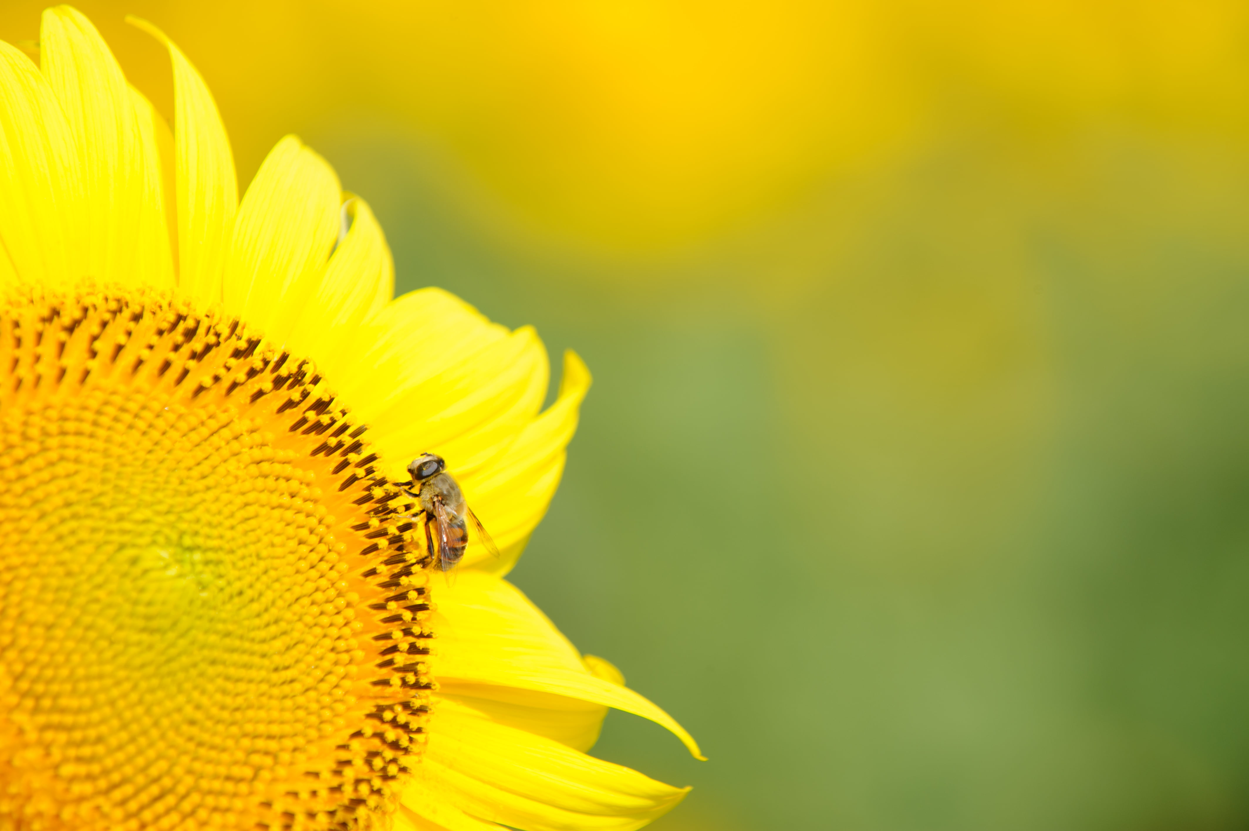 spa, agriculture, Miti, JP, ED, focus, Sunflower, bee, outdoors, Road, 4K, ヒマワリ, ina, 日本, Eki, summer, 70-200mm, VR, insect, Nikkor, station, perched, HD Wallpaper