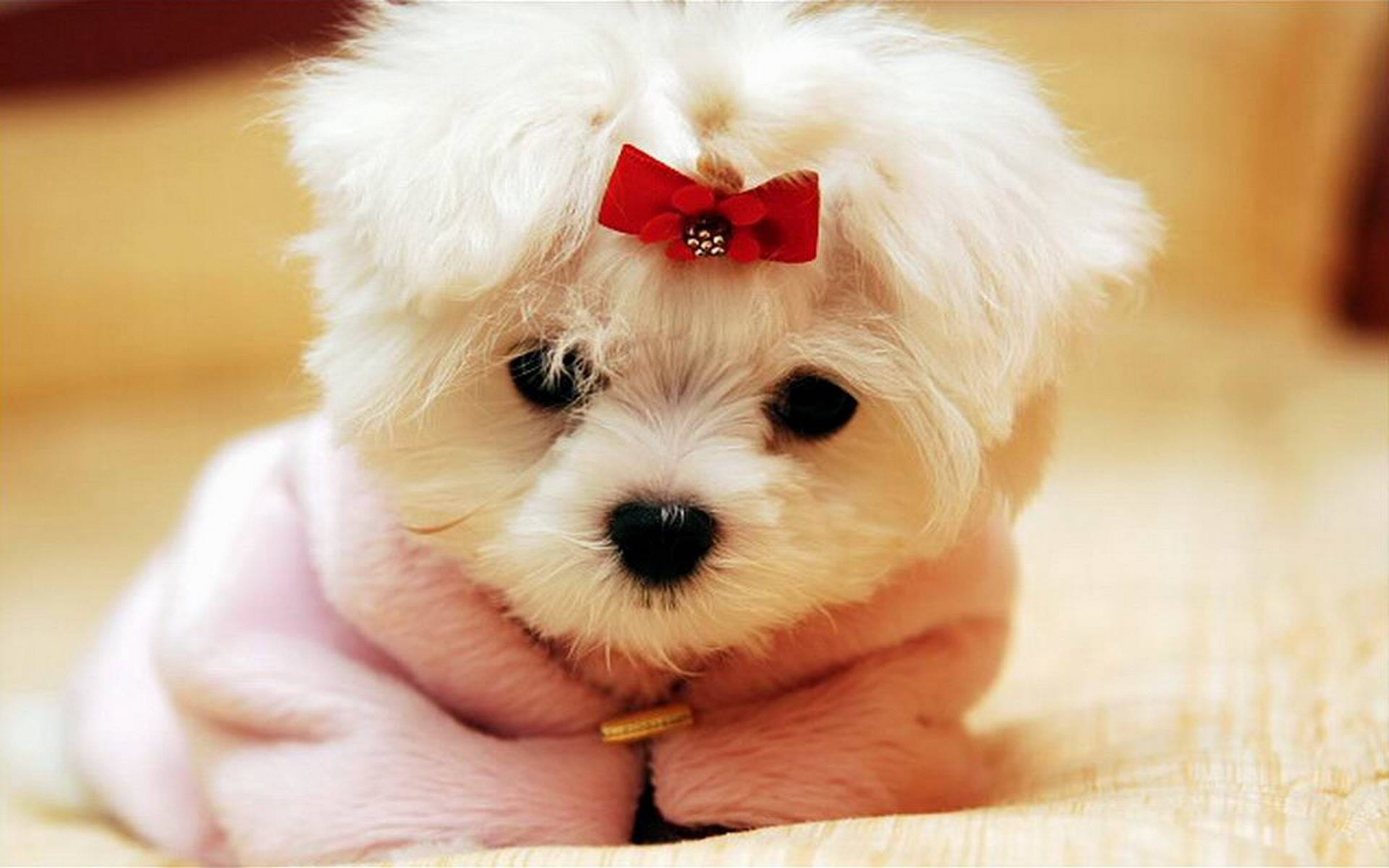 domestic, mammal, canine, selective, domestic animals, selective focus, pets, puppy, one animal, young animal, focus, white, pampered pets, 1080P, white color, HD Wallpaper