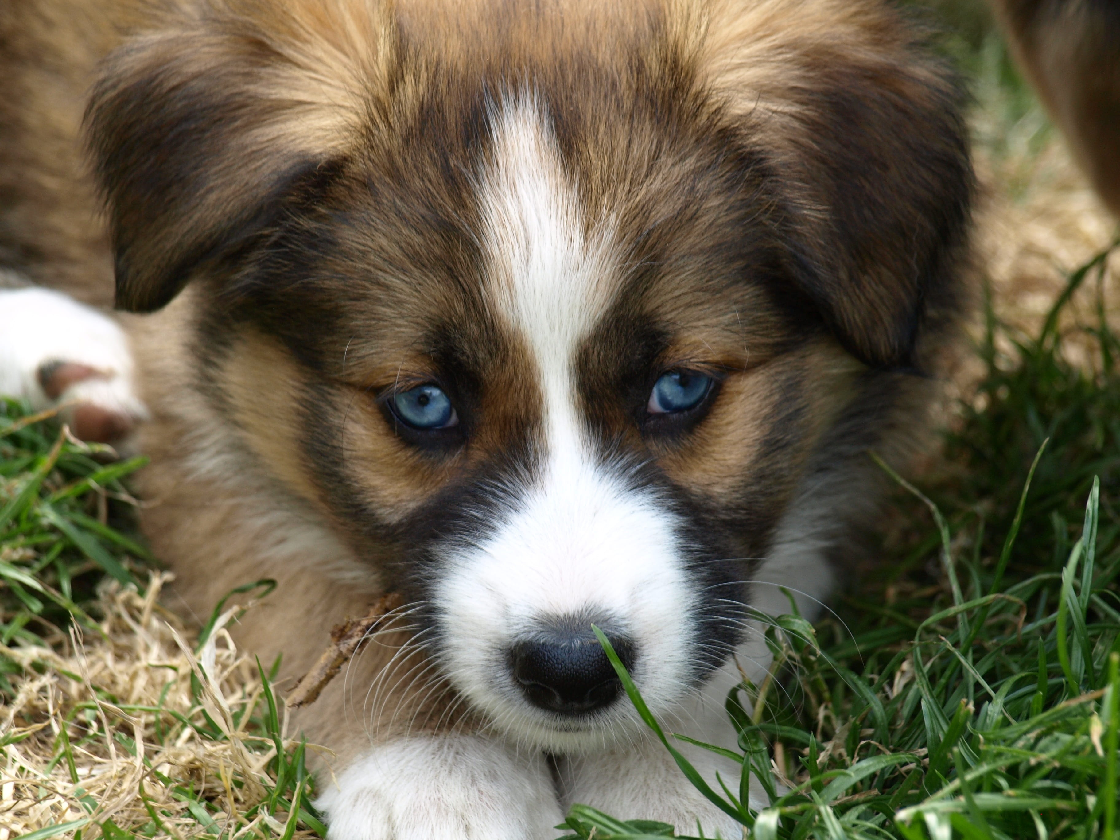 cute, blue eye, animal themes, nature, 2K, purebred Dog, animal, photography, outdoors, mammal, day, white, portrait, hybrid, vertebrate, closeup, tan, HD Wallpaper
