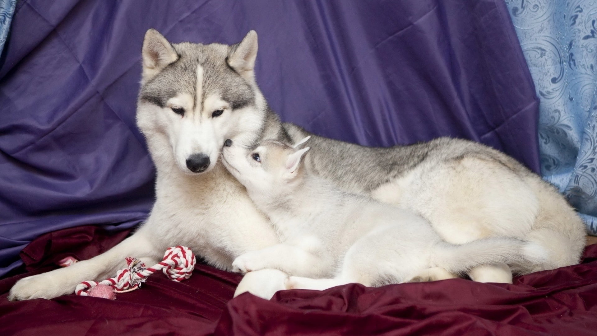 dog, Siberian Husky, 1080P, animals, HD Wallpaper