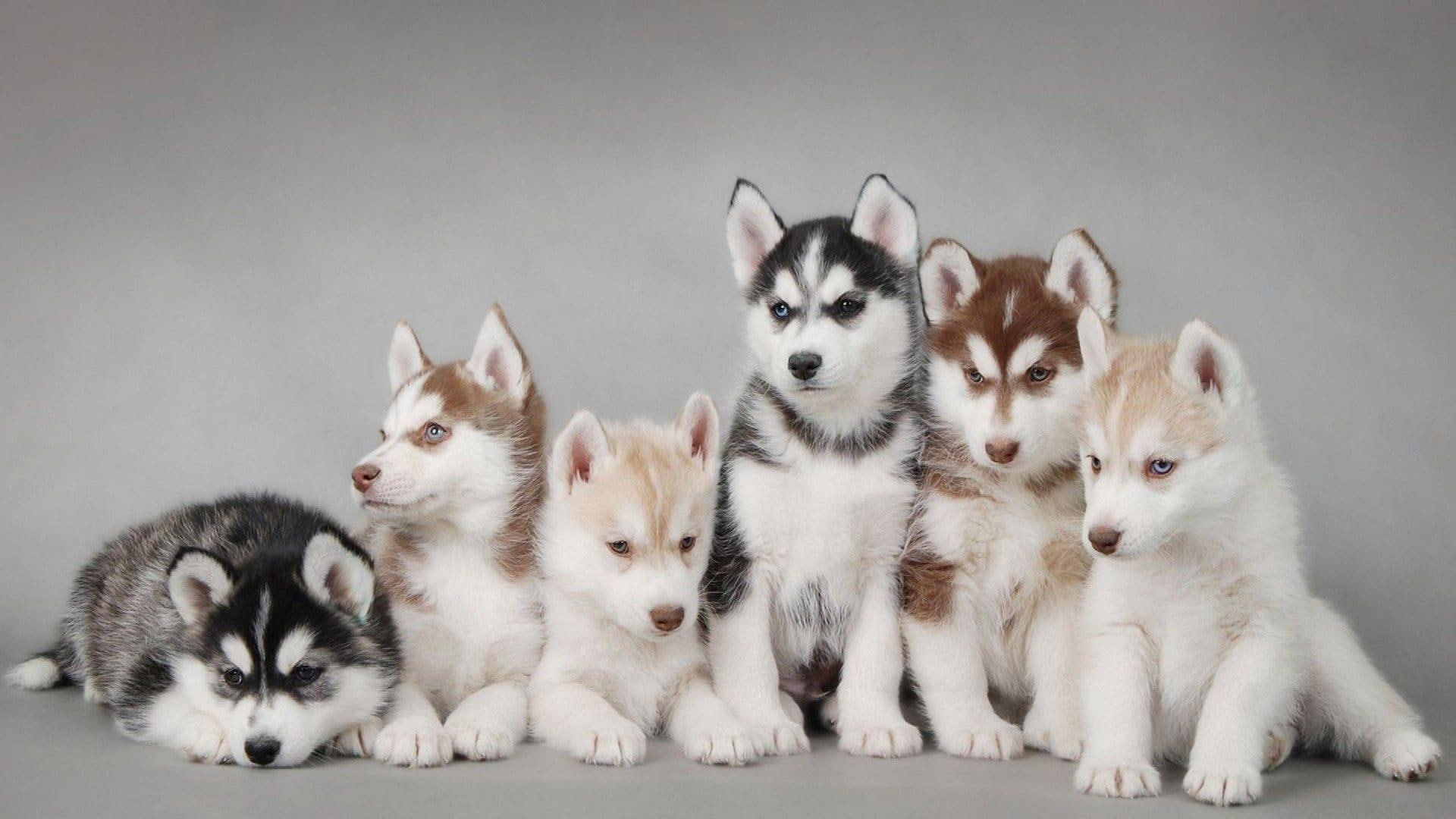 puppy, puppies, cute, husky, 1080P, HD Wallpaper