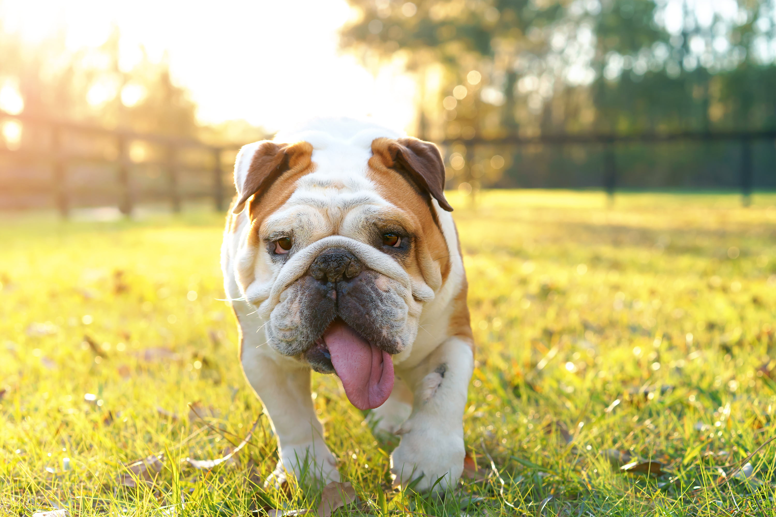 animal themes, small, 2K, Park, lawn, solar, domestic animals, lens flare, no people, dog, animal, one animal, mammal, bokeh, looking at camera, vertebrate, HD Wallpaper