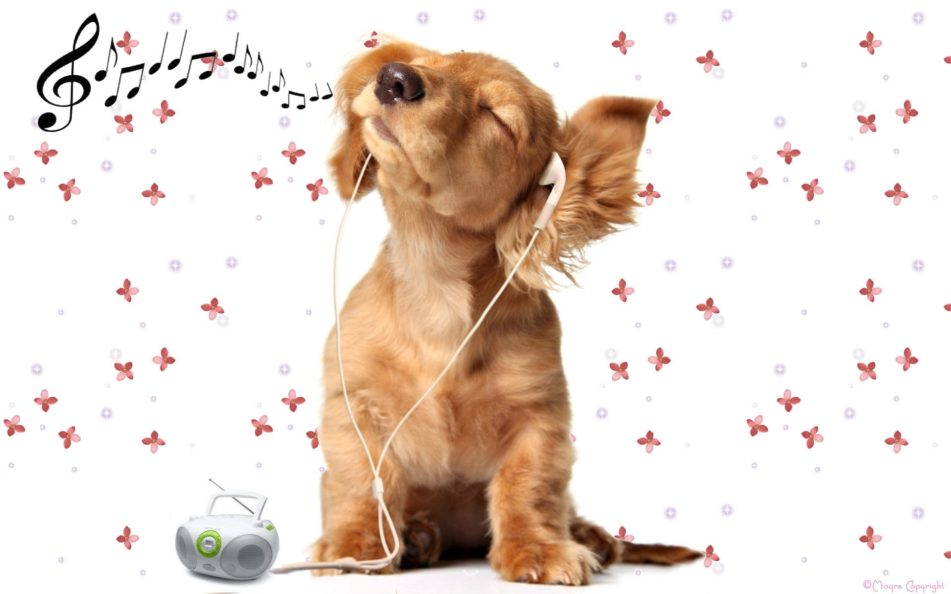 art, manipulation, hd, photo manipulation, white background, Music, 1080P, background, dogs, photo, animals, white, Listening, HD Wallpaper