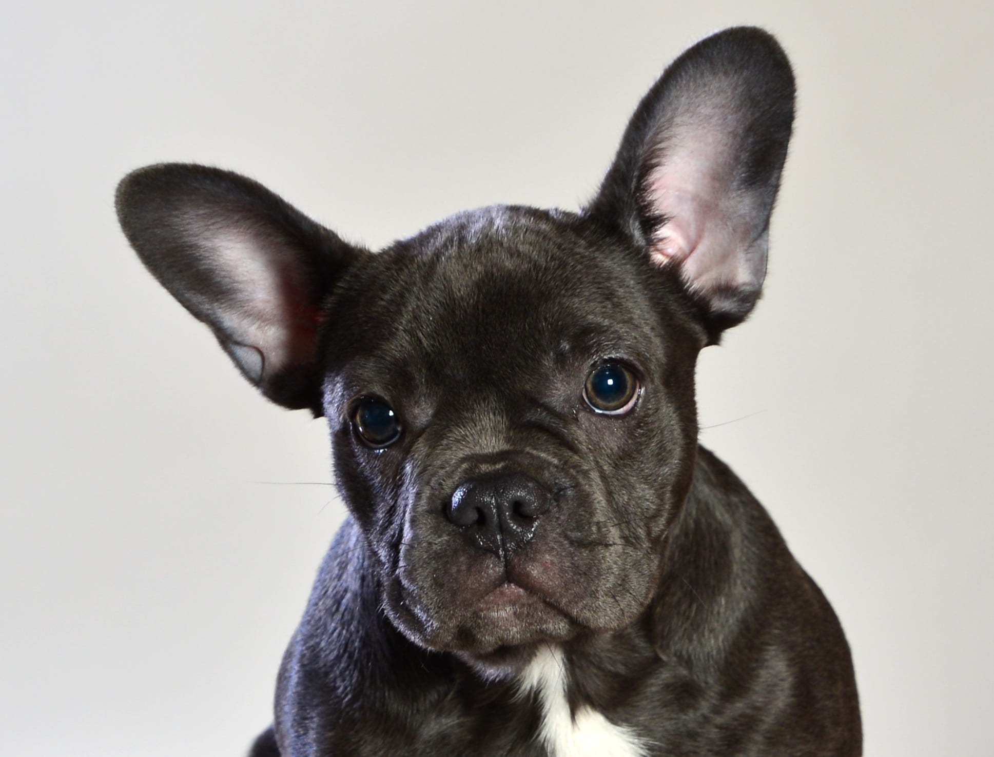 pet, portrait, puppy, small, one animal, canine, close-up, animal head, animal, looking at camera, domestic animals, studio shot, close, bulldog, domestic, HD Wallpaper