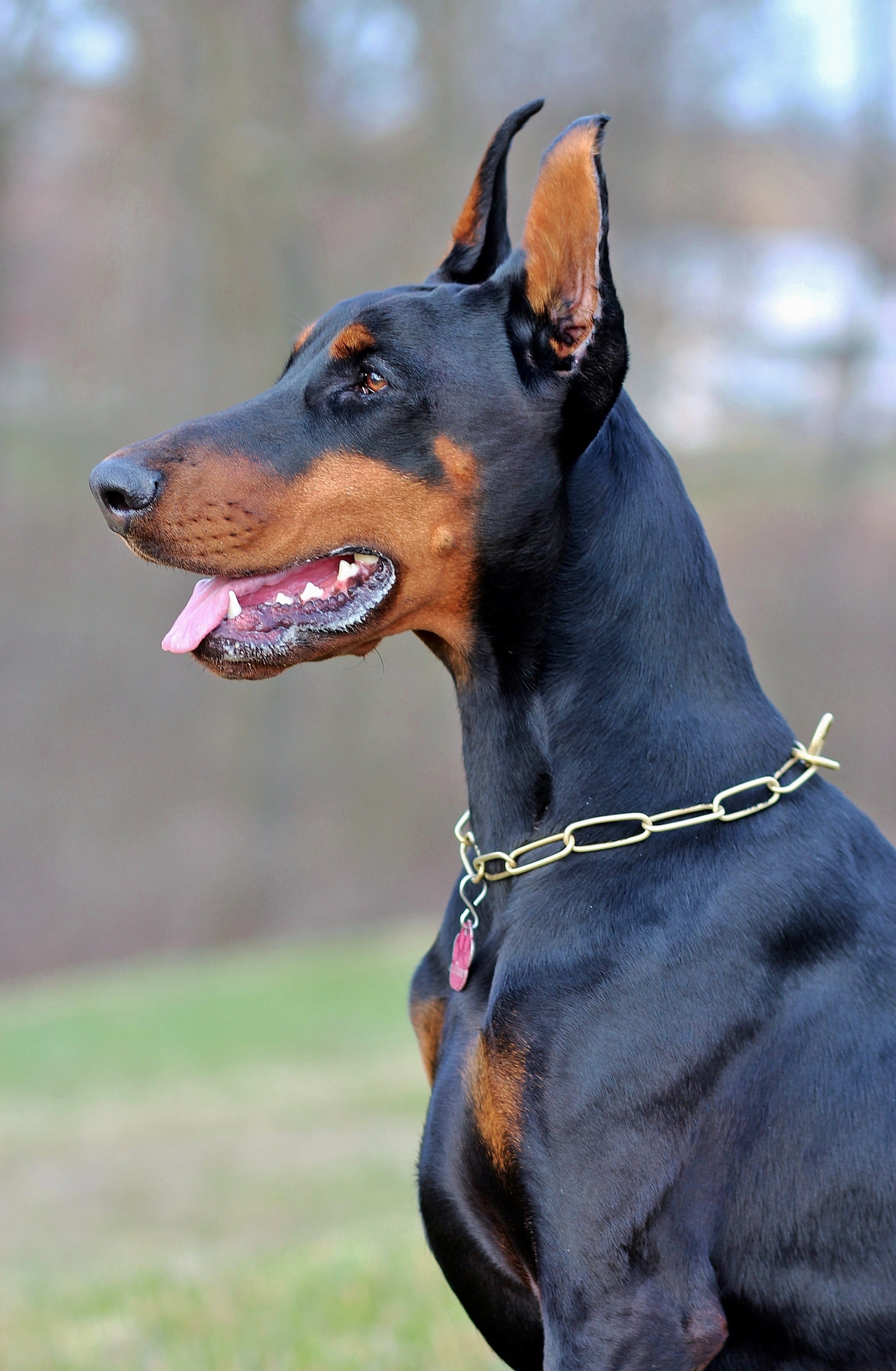 doberman, selective focus, selective, one animal, collar, focus on foreground, focus, day, field, close-up, animal, Doberman Pinscher, looking away, animal head, Phone HD Wallpaper