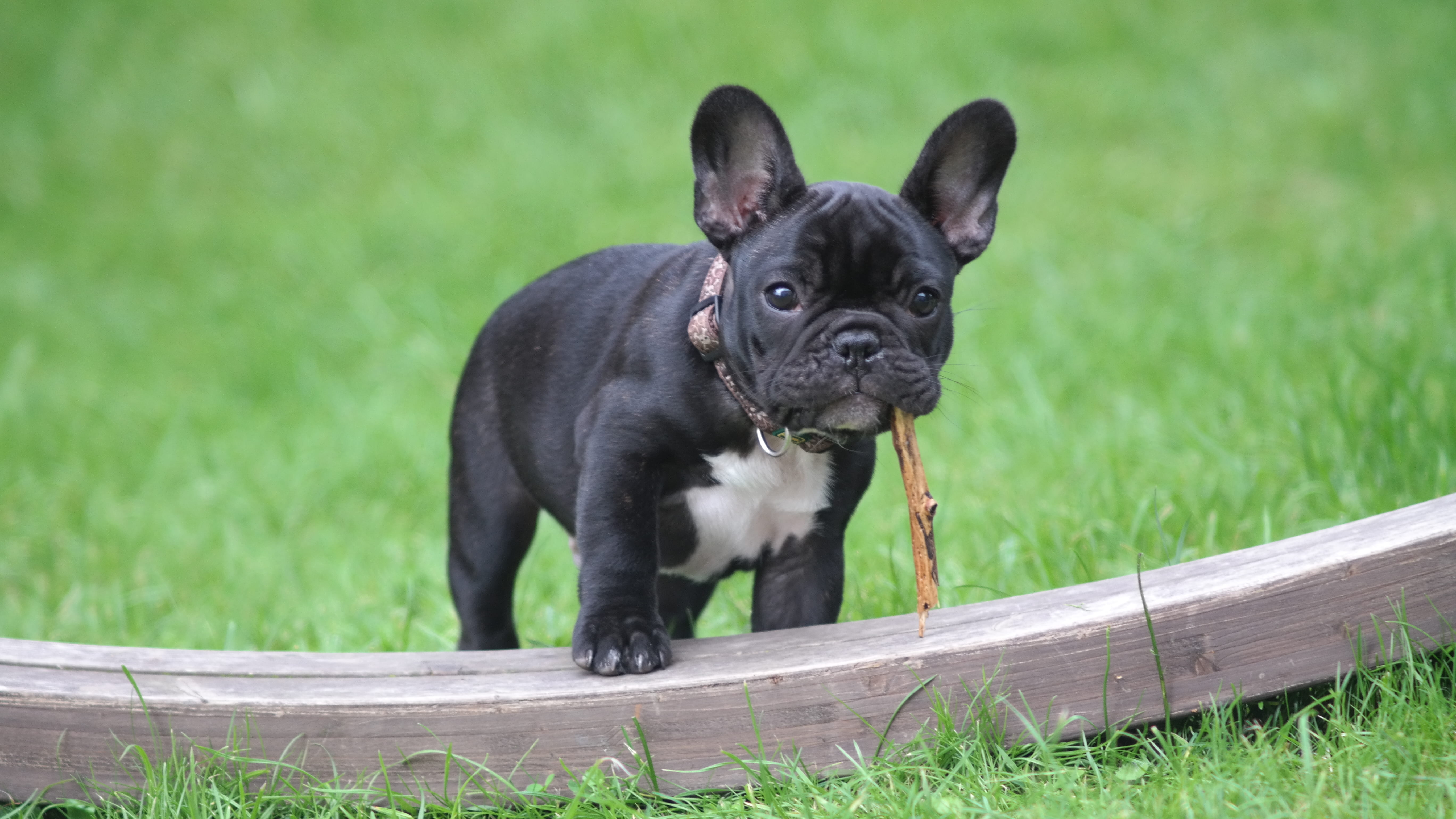 canine, 5K, puppy, green color, young animal, black color, panel, looking, small, pets, animal, dog, mammal, brown, stick, wood, day, nature, domestic animals, HD Wallpaper