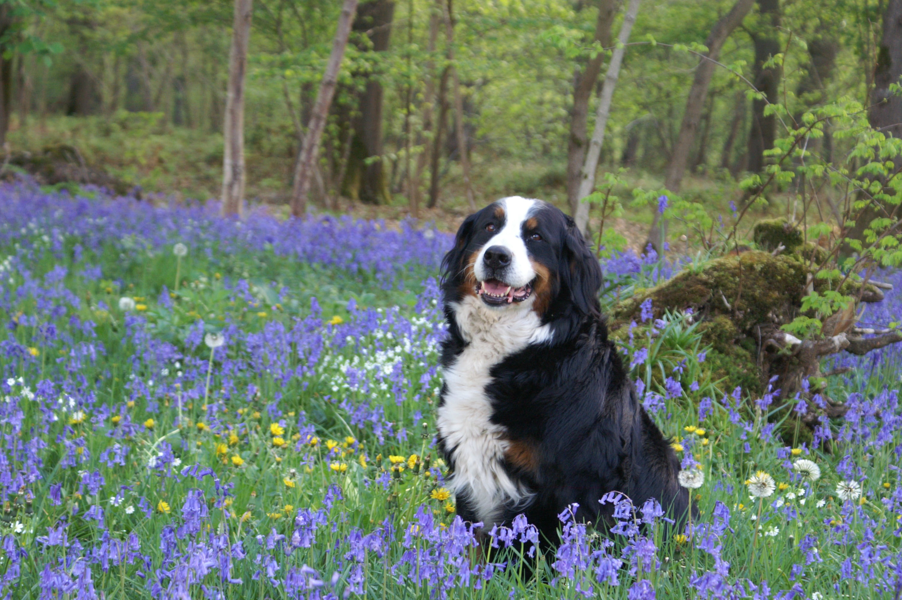 panting, mountain, bernese Mountain Dog, field, flower, growth, day, sitting, nature, animal themes, no people, grass, wood, tan, purple, domestic animals, HD Wallpaper